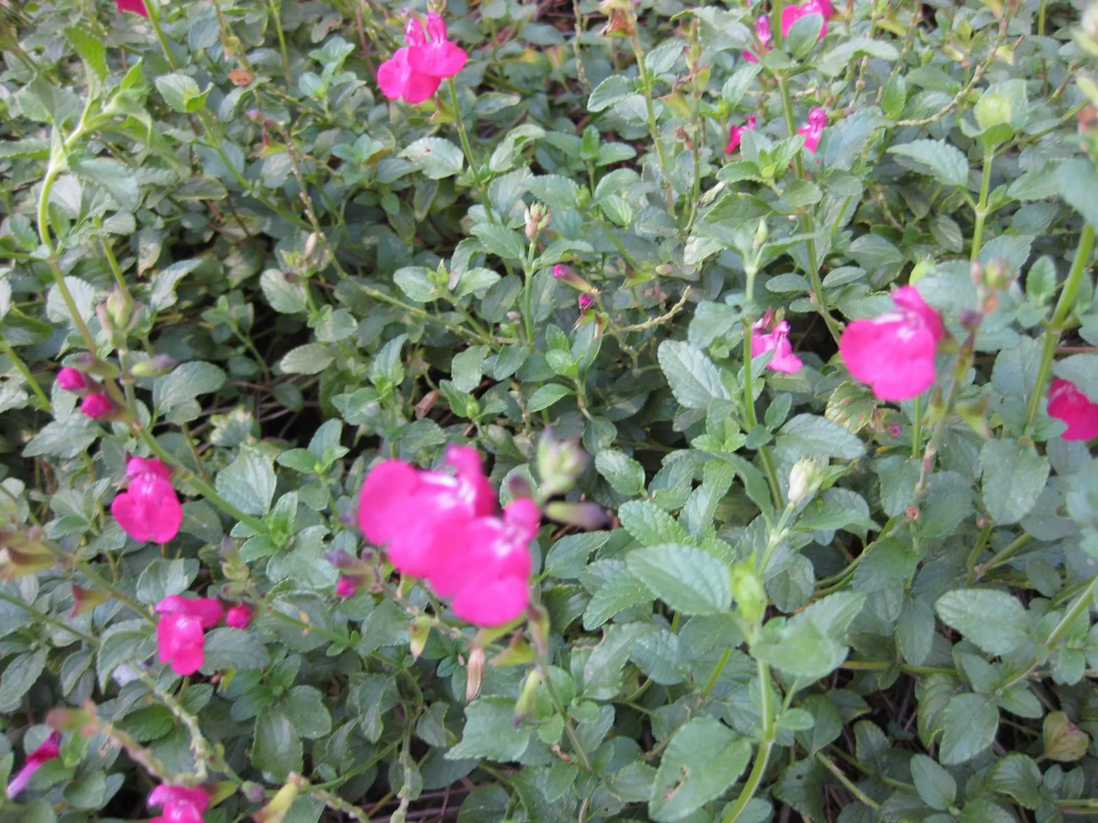 Neurepia Sage (Salvia Microphylla 'Neurepia') — These blooms exhibit a striking hot pink color that is sure to draw the eye