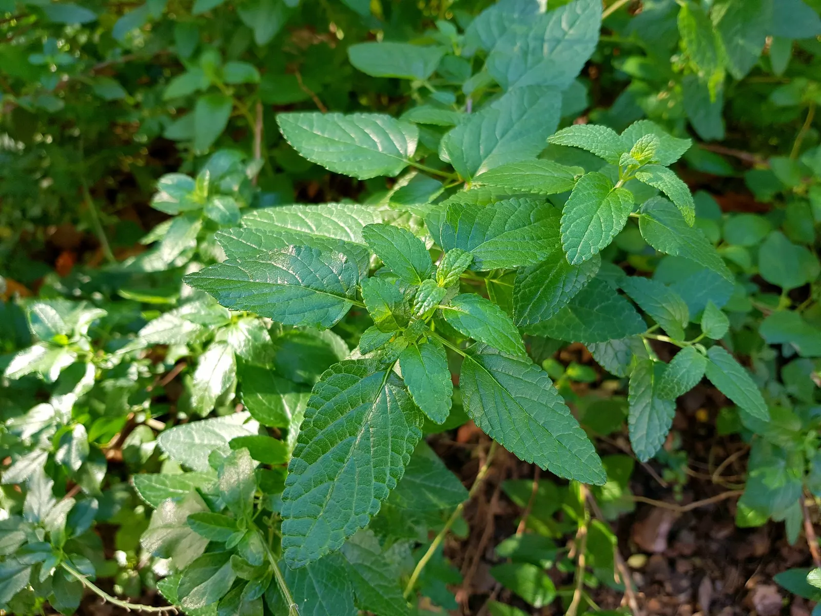Neurepia Sage (Salvia Microphylla 'Neurepia') — This plant's compact size requires minimal maintenance