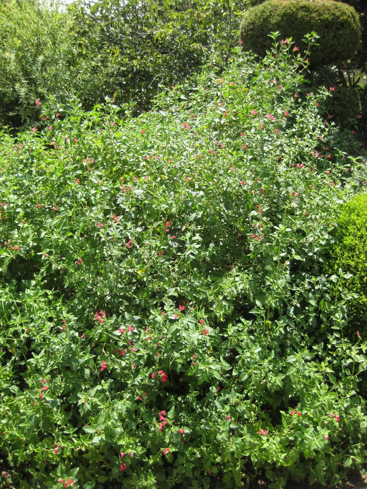 Neurepia Sage (Salvia Microphylla 'Neurepia') — this sage variety forms a rounded