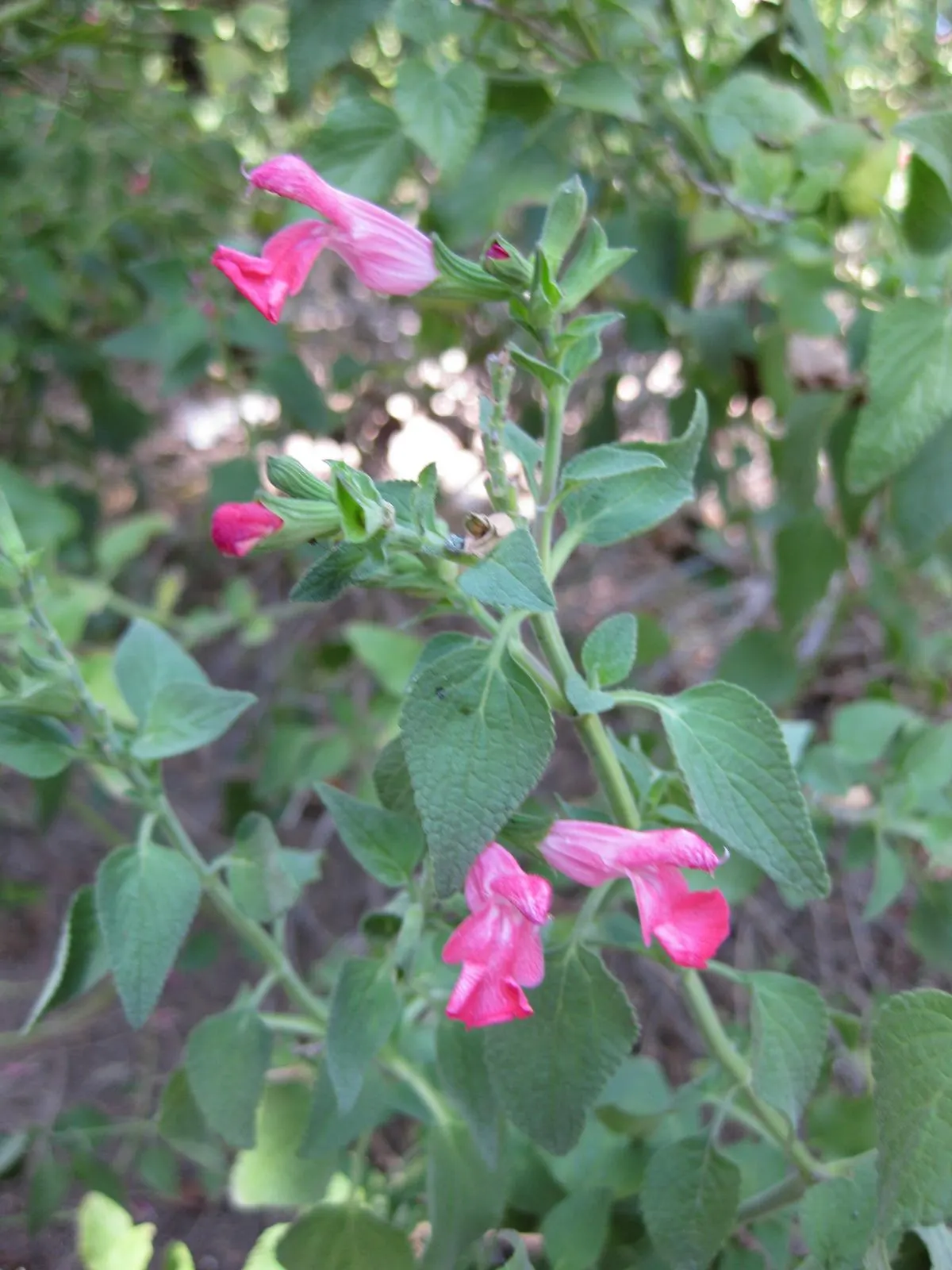Neurepia Sage (Salvia Microphylla 'Neurepia') — treasured for its profusion of vibrant red blooms from May to frost