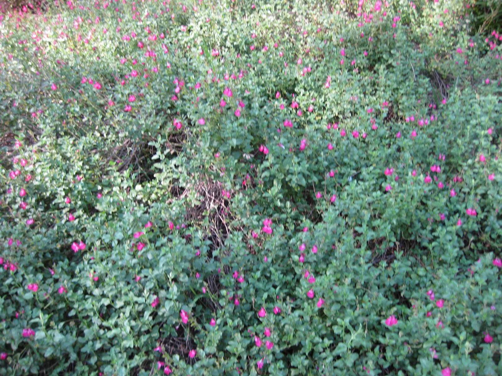 Neurepia Sage (Salvia Microphylla 'Neurepia') — commonly known as Neurepia Sage