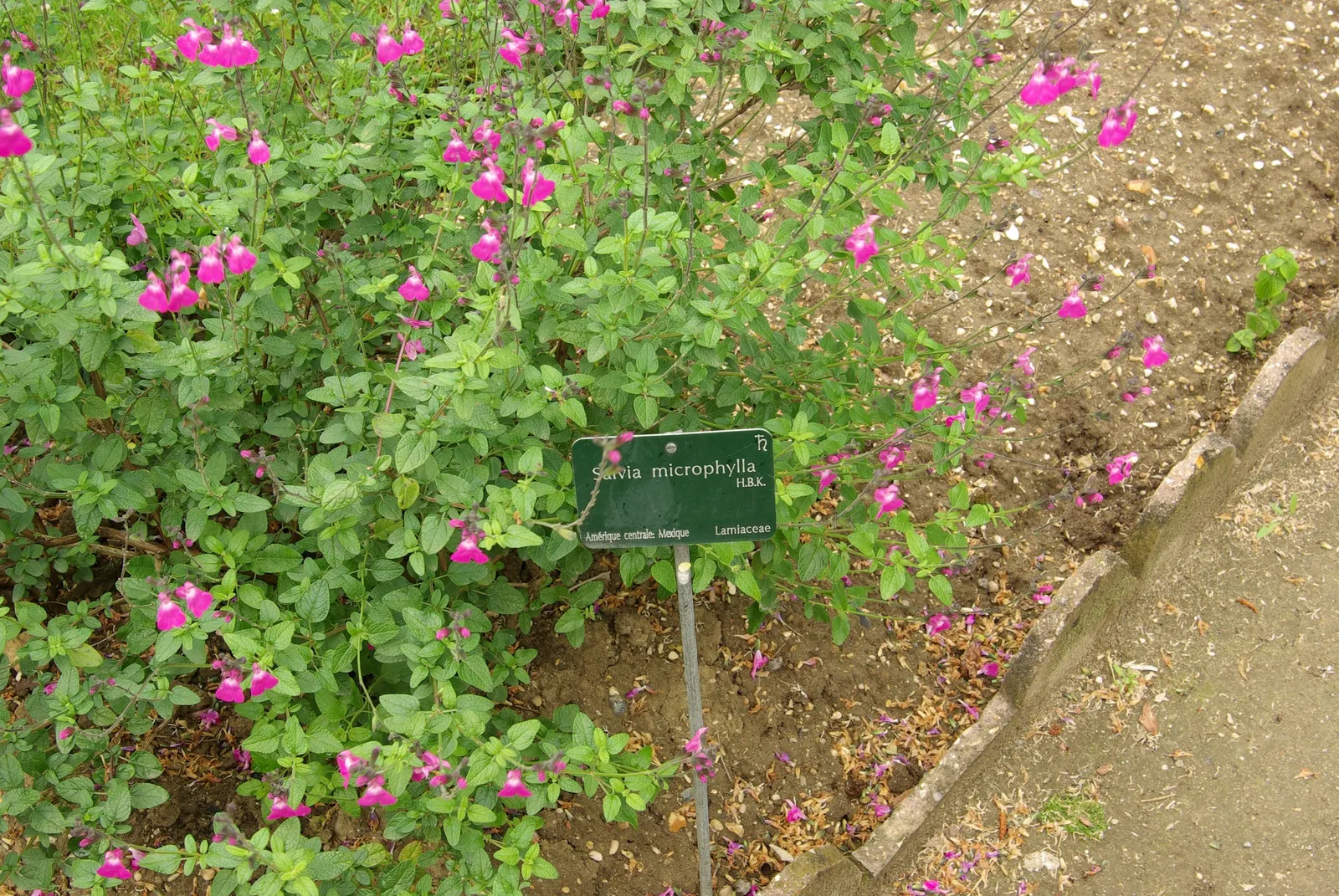 Neurepia Sage (Salvia Microphylla 'Neurepia') — is a vibrant and hardy perennial treasured for its plentiful and colorful blooms