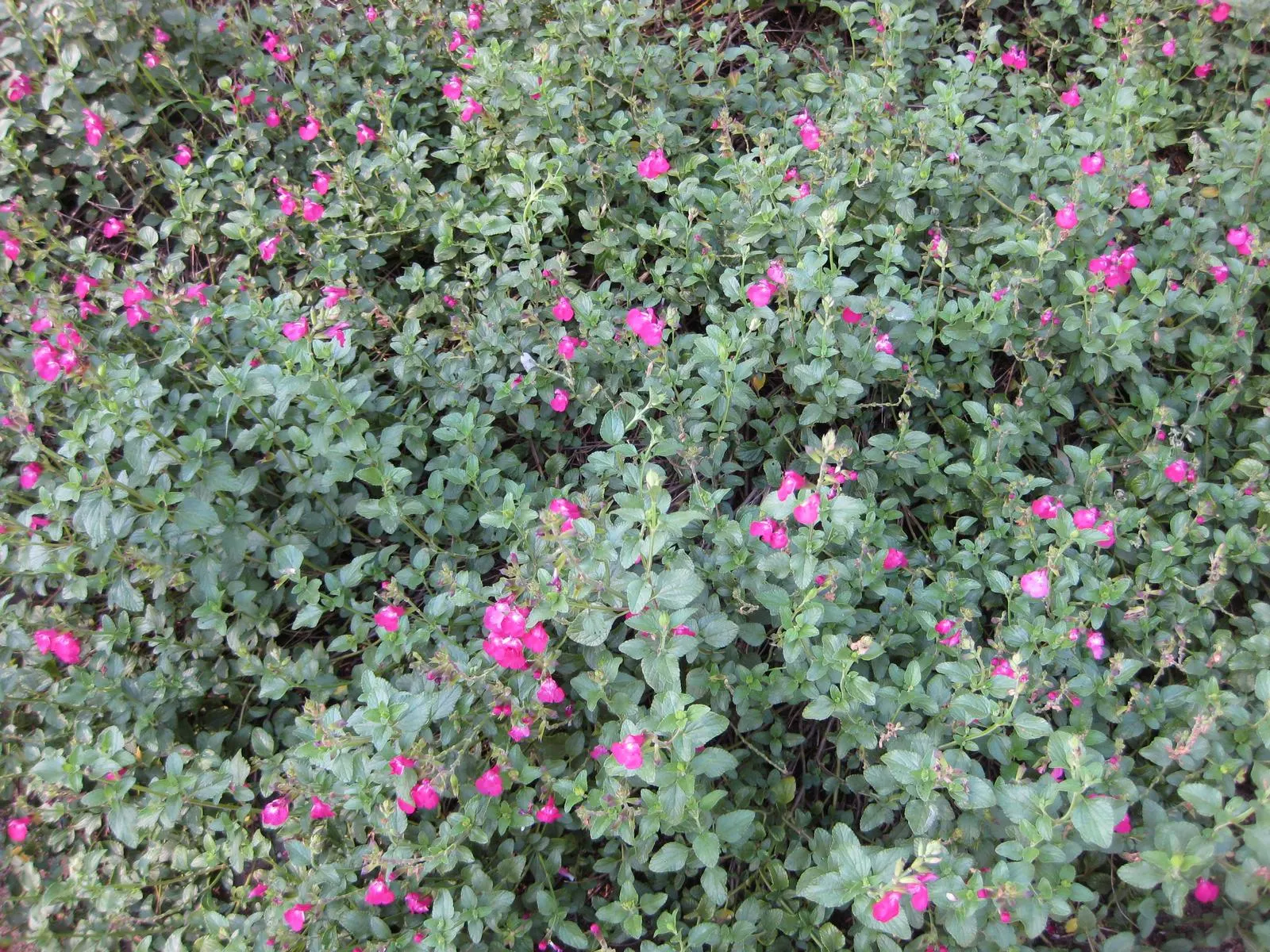 Neurepia Sage (Salvia Microphylla 'Neurepia') — although regular watering during extended dry spells will promote optimal flowering