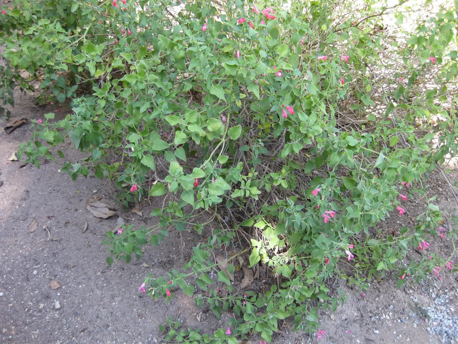 Neurepia Sage (Salvia Microphylla 'Neurepia') — With a mature height ranging from 24 to 36 inches and a spread of 24 to 30 inches