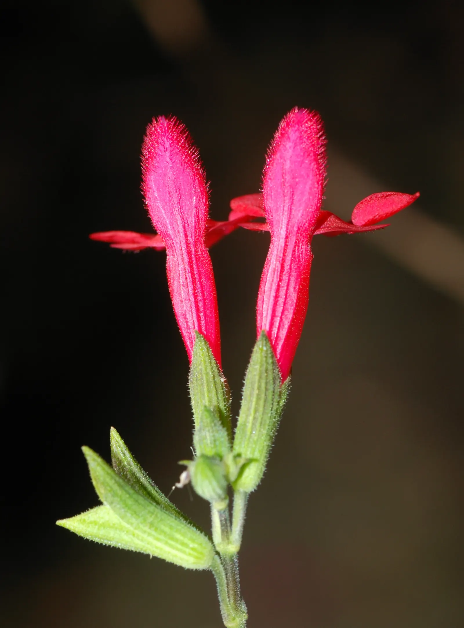 Neurepia Sage (Salvia Microphylla 'Neurepia') — ovate leaves with a luscious green hue and a subtle aroma