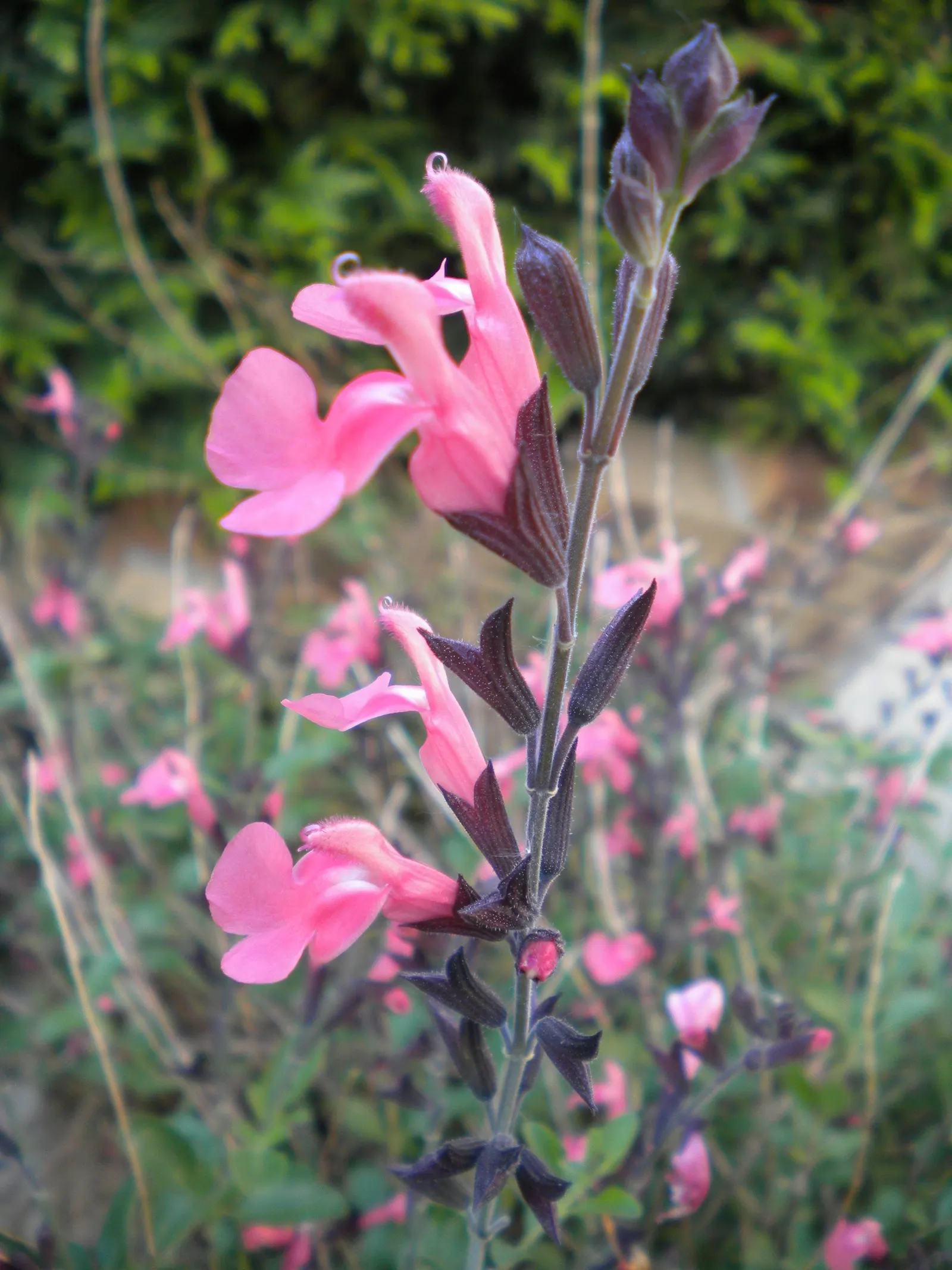 Neurepia Sage (Salvia Microphylla 'Neurepia') — which is typical of the Salvia genus