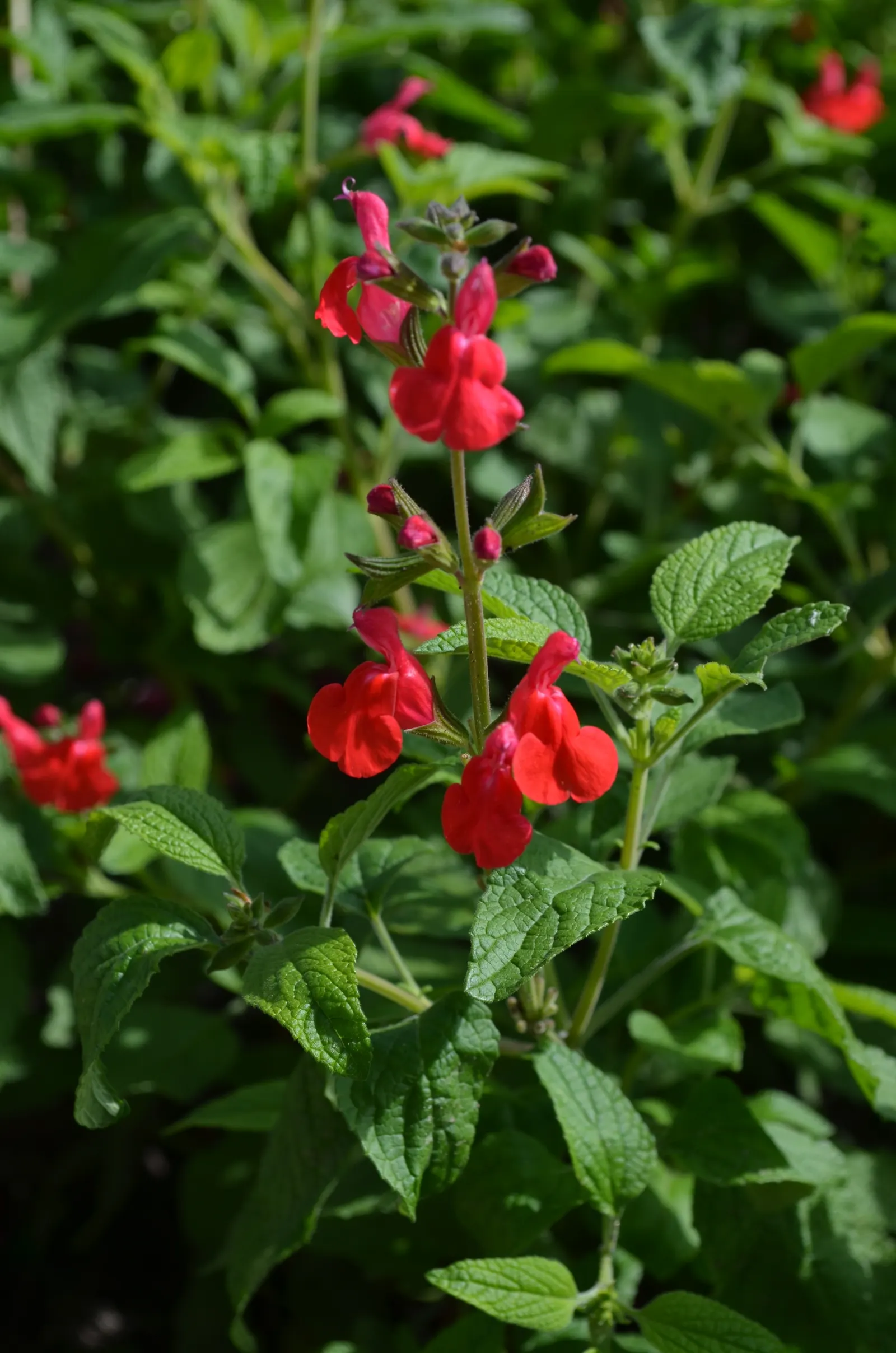 Neurepia Sage (Salvia Microphylla 'Neurepia') — It features small, luscious green leaves and grows to a compact size of 2-3 feet tall and wide