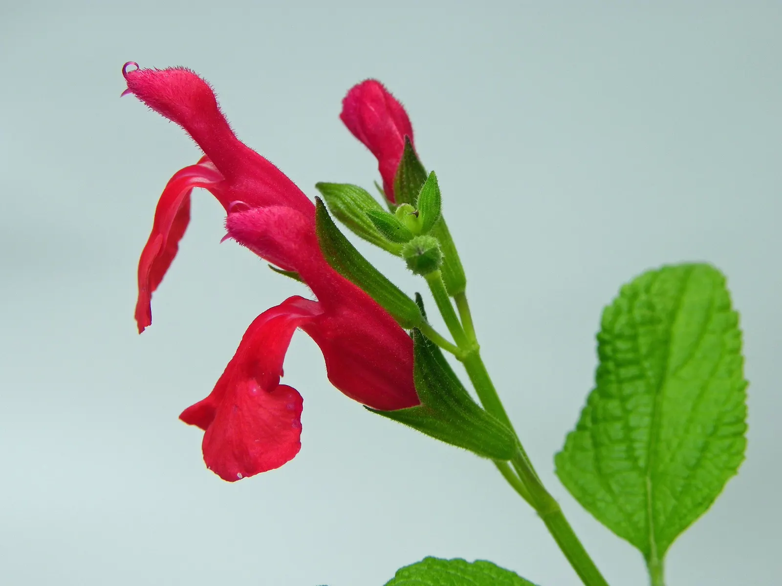 Neurepia Sage (Salvia Microphylla 'Neurepia') — This hardy plant tolerates drought once established and prefers full sun to partial shade