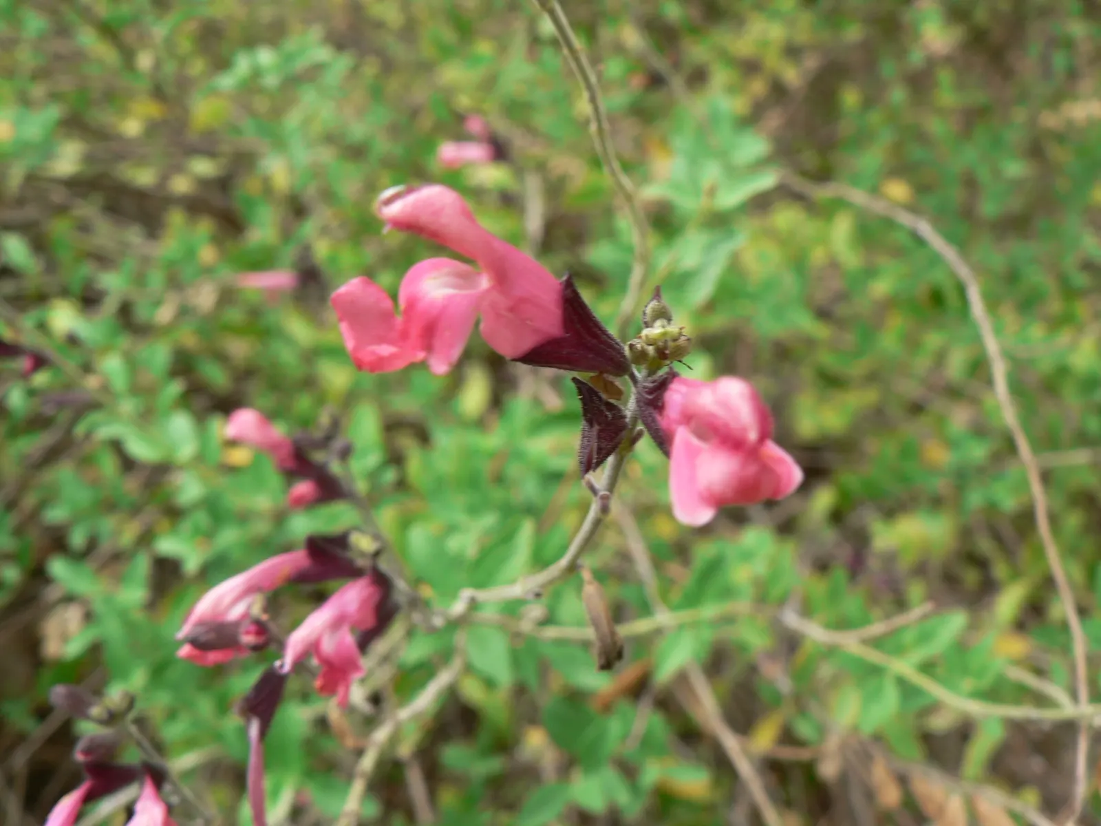 Neurepia Sage (Salvia Microphylla 'Neurepia') — Neurepia Sage (Salvia microphylla 'Neurepia') is an ornamental perennial