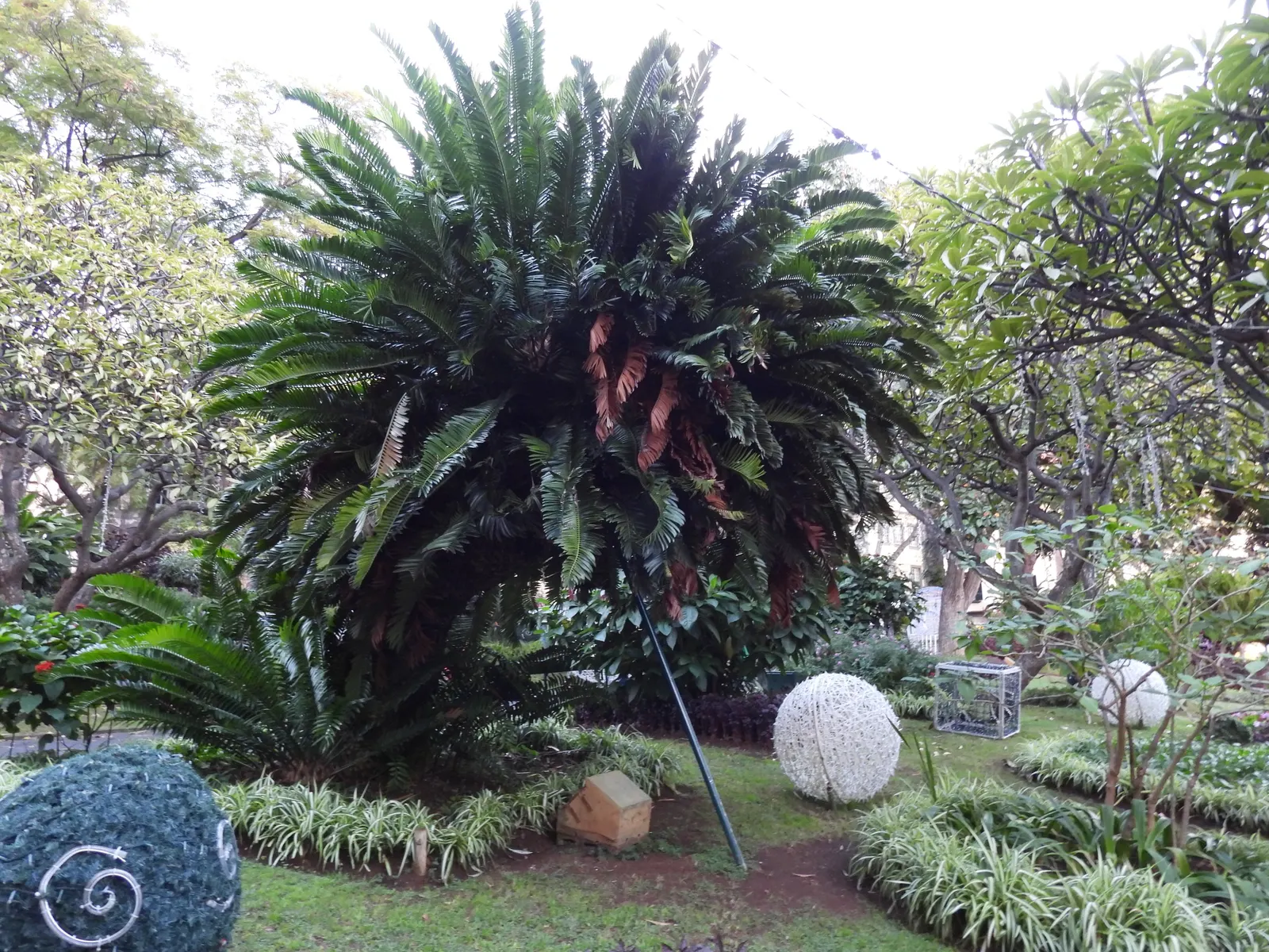 Modjadji Cycad (Encephalartos Transvenosus) — scientifically known as Encephalartos transvenosus; necessitating more than one specimen for reproduction