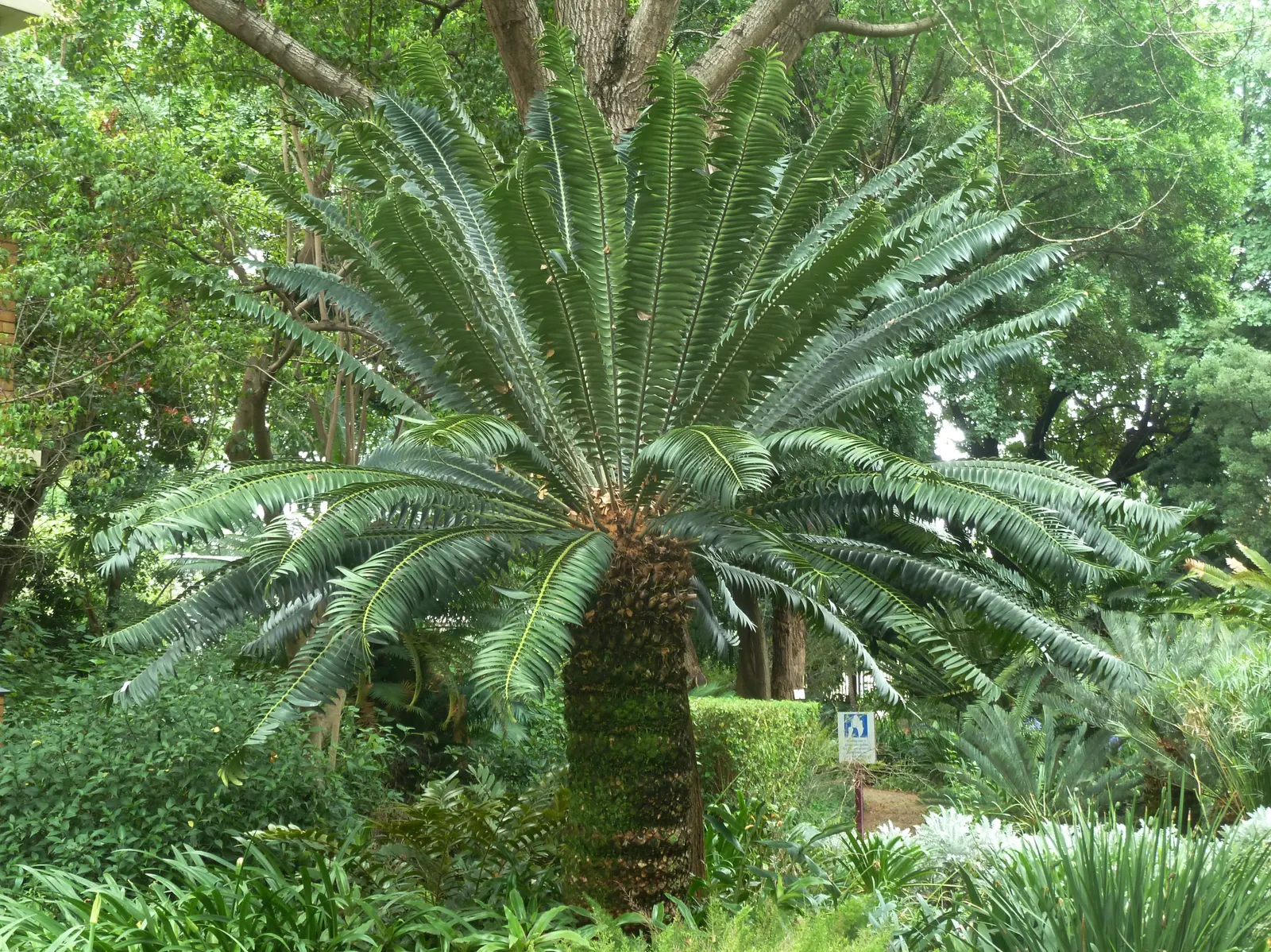 Modjadji Cycad (Encephalartos Transvenosus) — Its robust trunk sports a crown of stiff, blue-green leaves that stretch up to 10 feet long; the male cones are