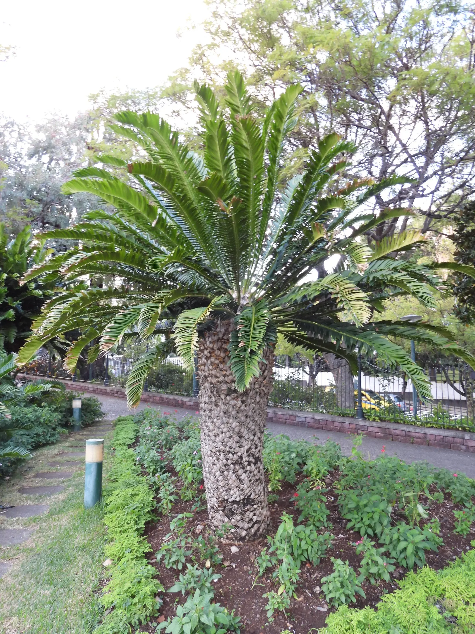 Modjadji Cycad (Encephalartos Transvenosus) — a revered figure in the local culture