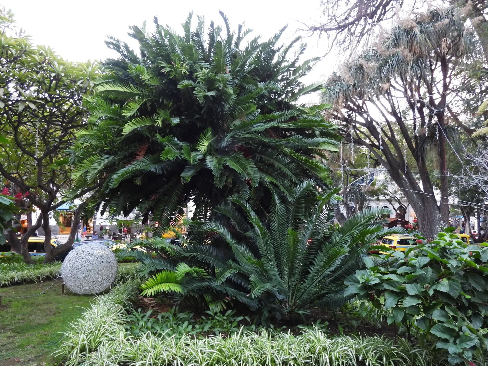Modjadji Cycad (Encephalartos Transvenosus) — reminiscent of prehistoric landscapes