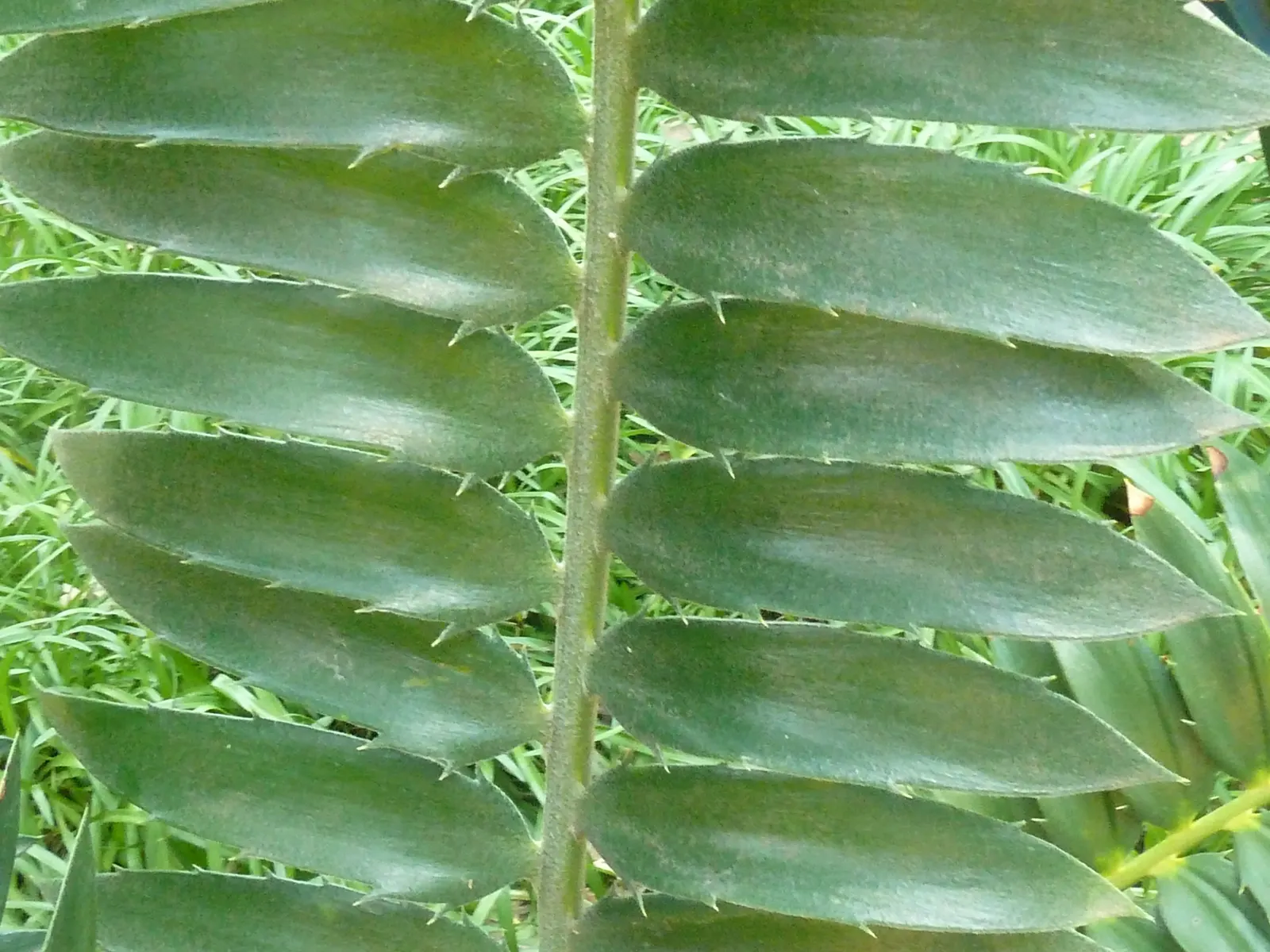 Modjadji Cycad (Encephalartos Transvenosus) — The leaflets are arranged in a slightly angled pattern