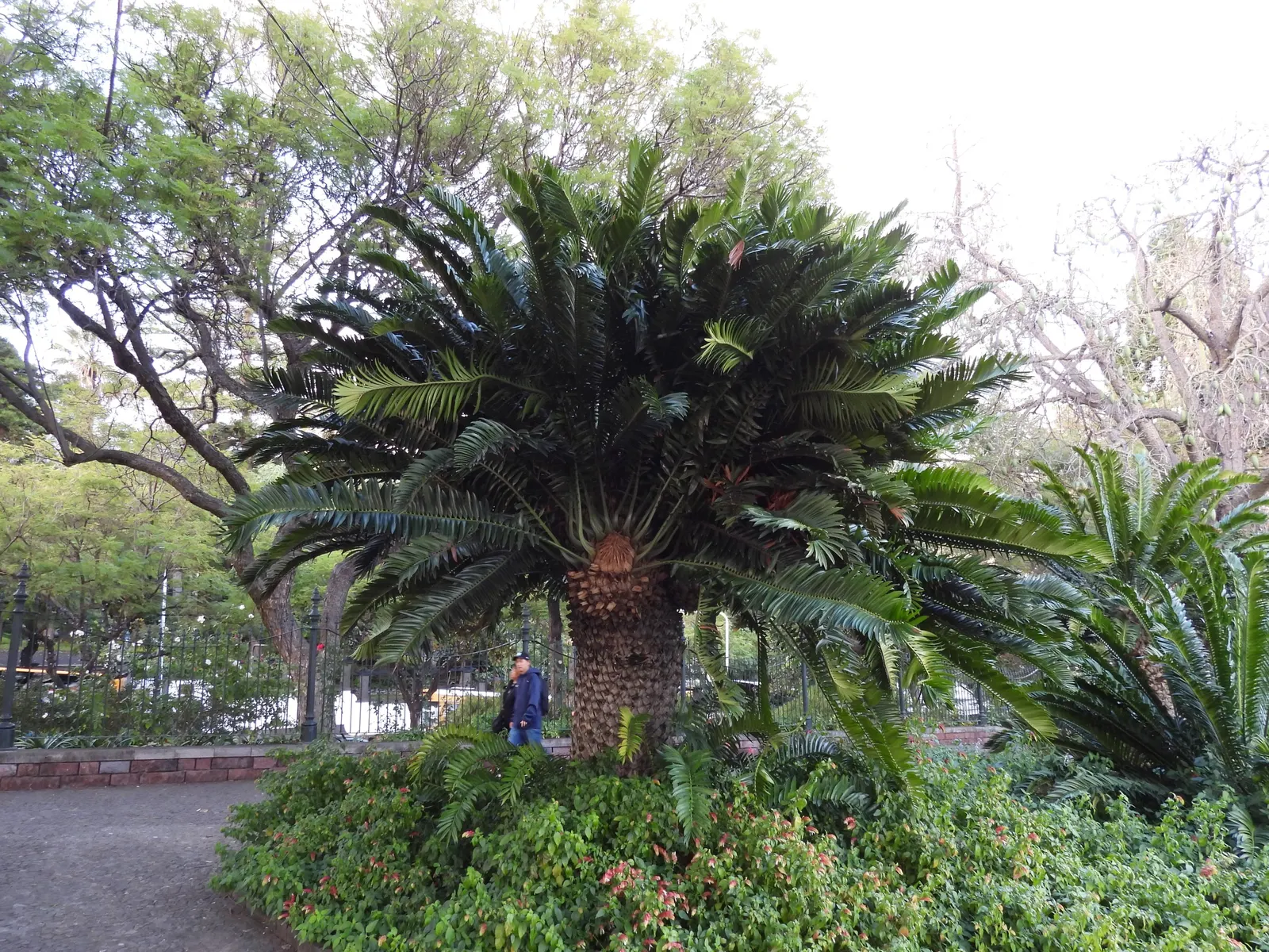 Modjadji Cycad (Encephalartos Transvenosus) — which adds to the textural interest of this plant.<br><br>When specifying the Modjadji Cycad for landscape use