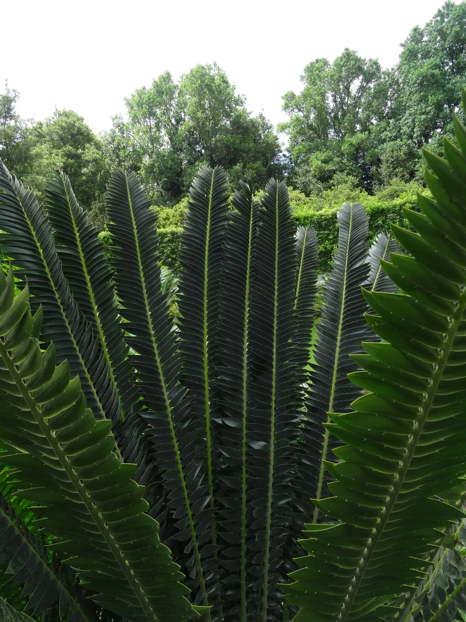 Modjadji Cycad (Encephalartos Transvenosus) — Cold tolerance is limited, suitable for hardiness zones 9-11; esteemed for its majestic presence and deep