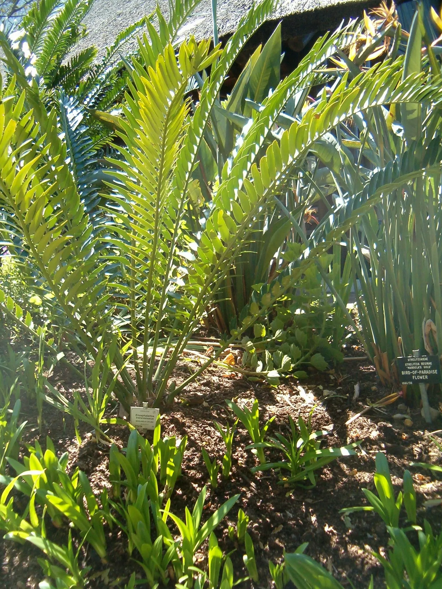 Modjadji Cycad (Encephalartos Transvenosus) — Prefers well-drained soil in partially shaded areas; reaching heights of 5-6 feet