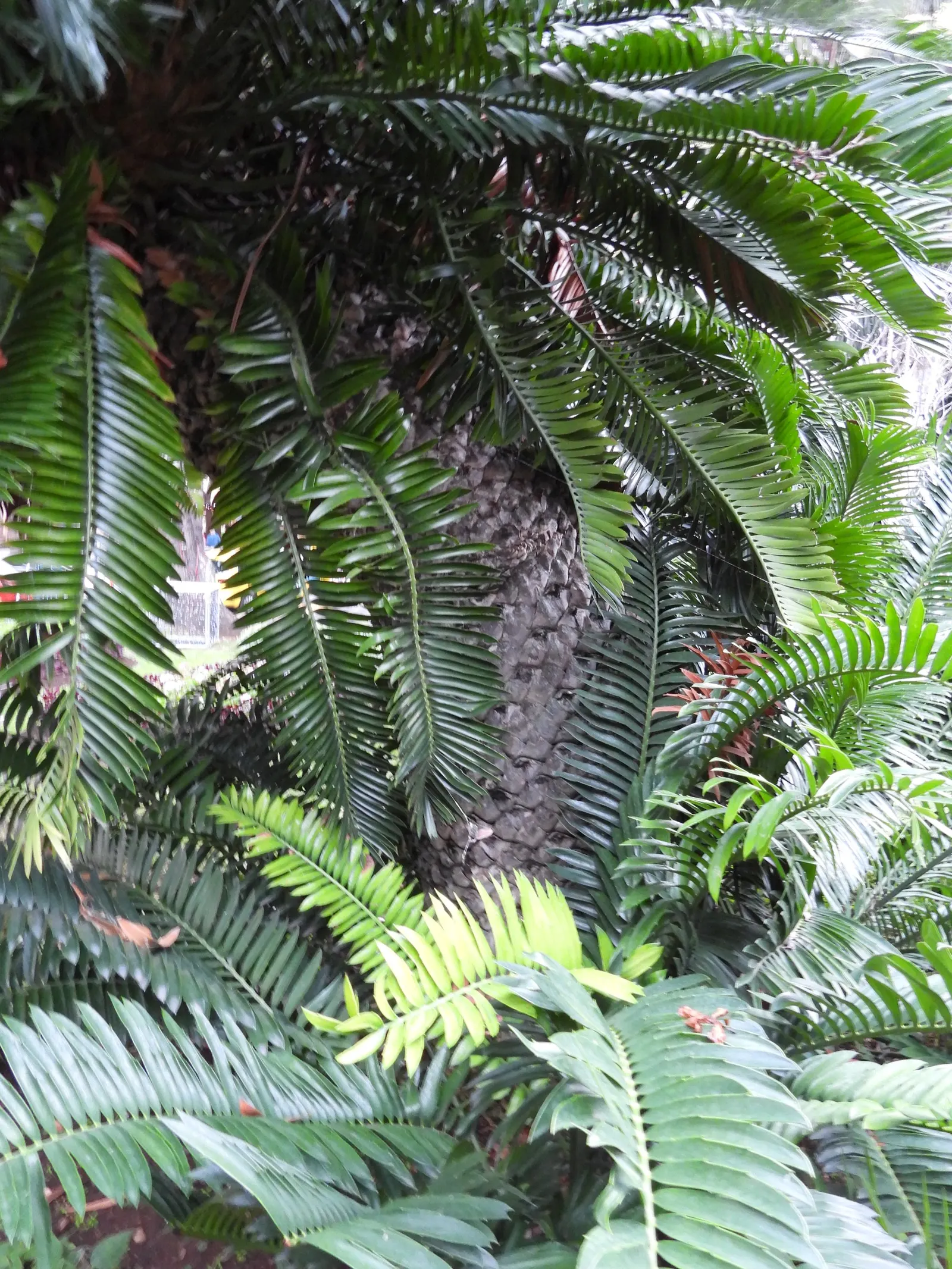 Modjadji Cycad (Encephalartos Transvenosus) — This cycad possesses a robust stem that can grow up to 16-32 feet tall and roughly 1-2 feet in diameter