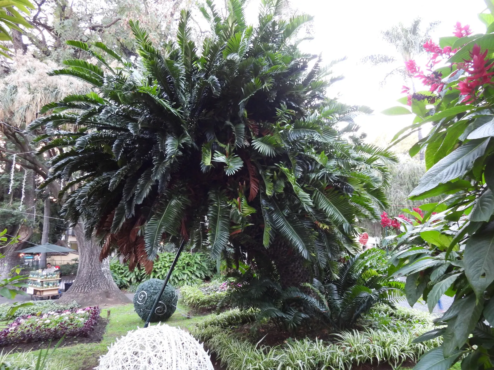 Modjadji Cycad (Encephalartos Transvenosus) — It is a drought-tolerant species once established