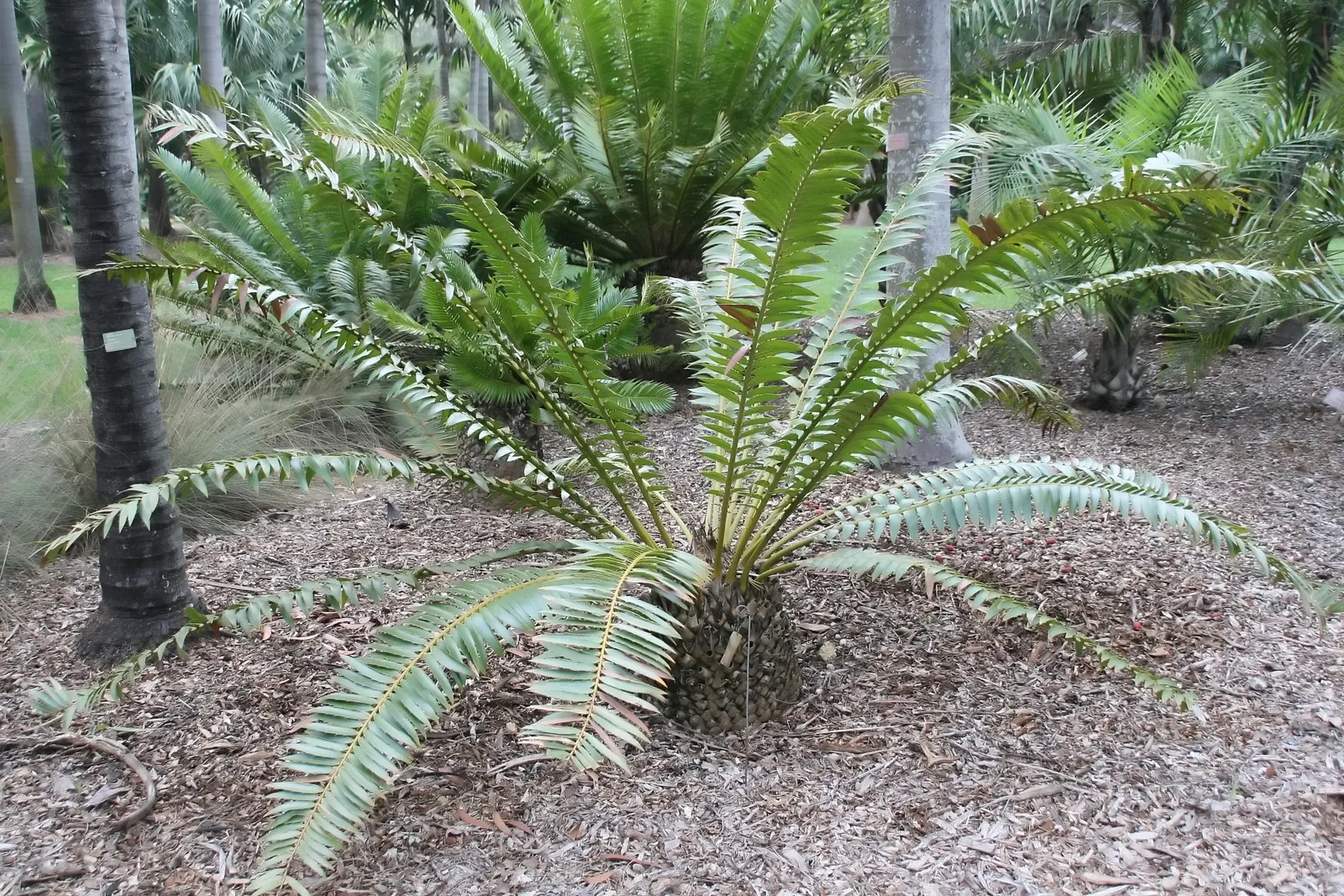 Modjadji Cycad (Encephalartos Transvenosus) — it is important to consider its slow growth rate and the need for ample space to accommodate its mature size