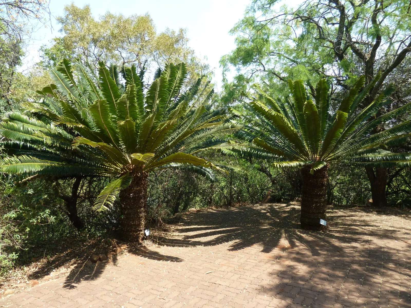 Modjadji Cycad (Encephalartos Transvenosus) — exhibiting a lush blue-green hue that can provide a striking contrast against both hardscapes and softer