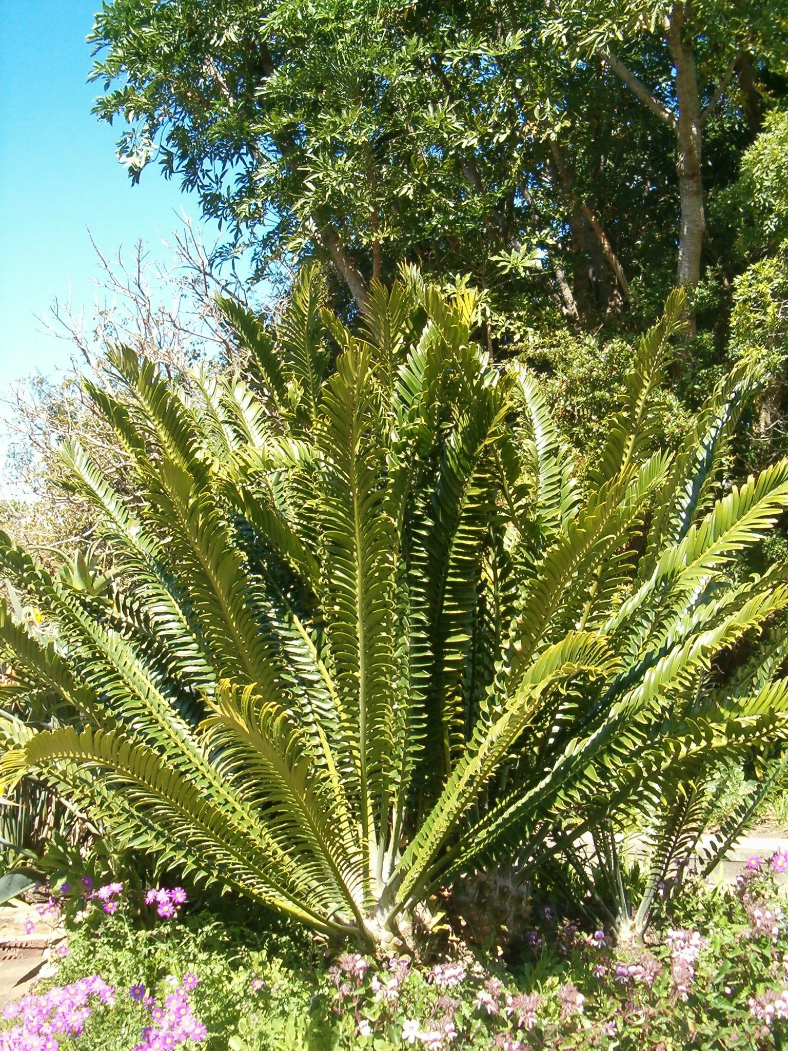 Modjadji Cycad (Encephalartos Transvenosus) — slow-growing perennial native to South Africa; it is named after the Rain Queen Modjadji