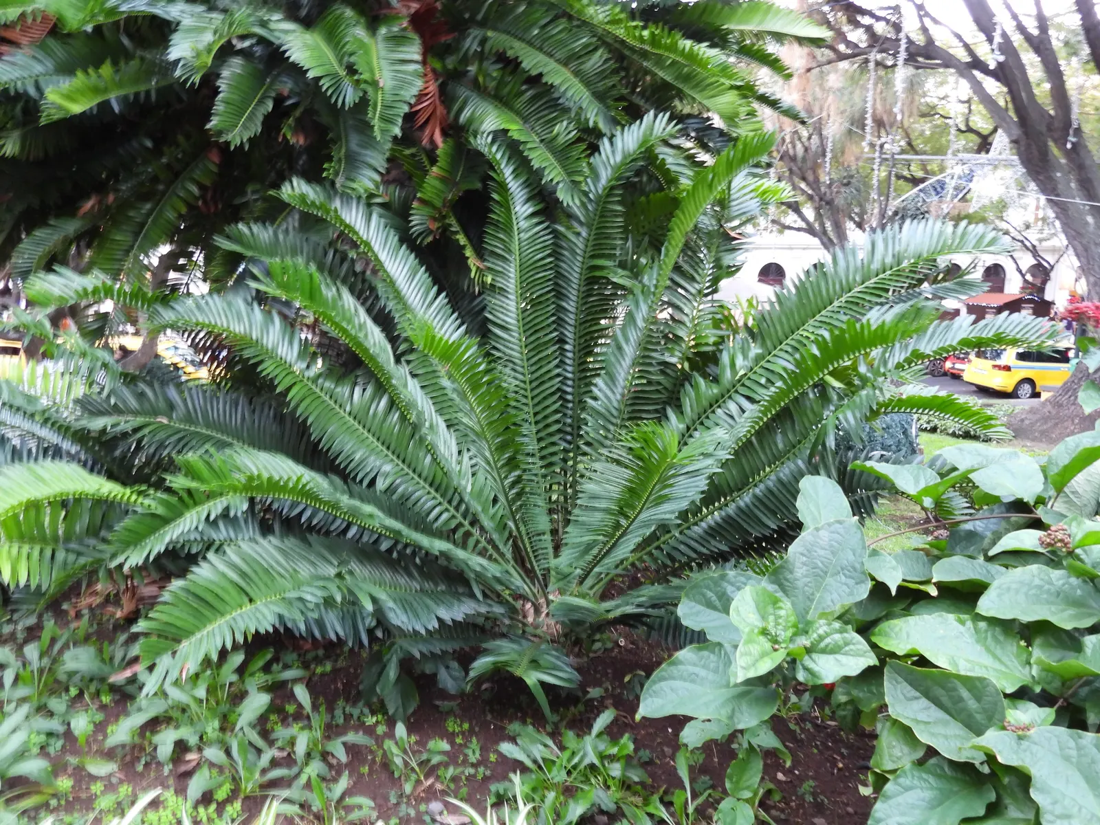 Modjadji Cycad (Encephalartos Transvenosus) — Esteemed for its majestic presence and deep traditional roots
