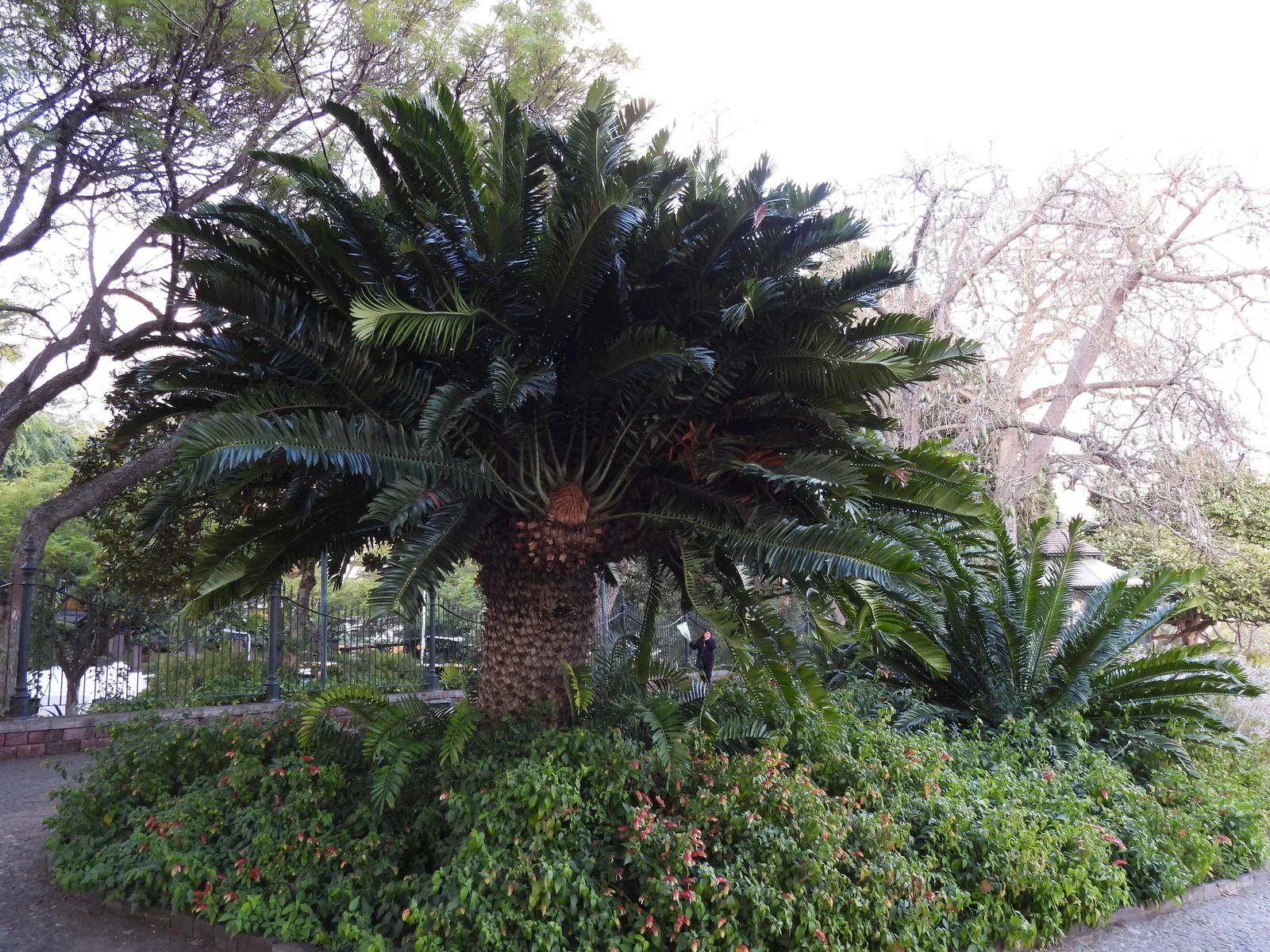 Modjadji Cycad (Encephalartos Transvenosus) — Cold tolerance is limited, suitable for hardiness zones 9-11