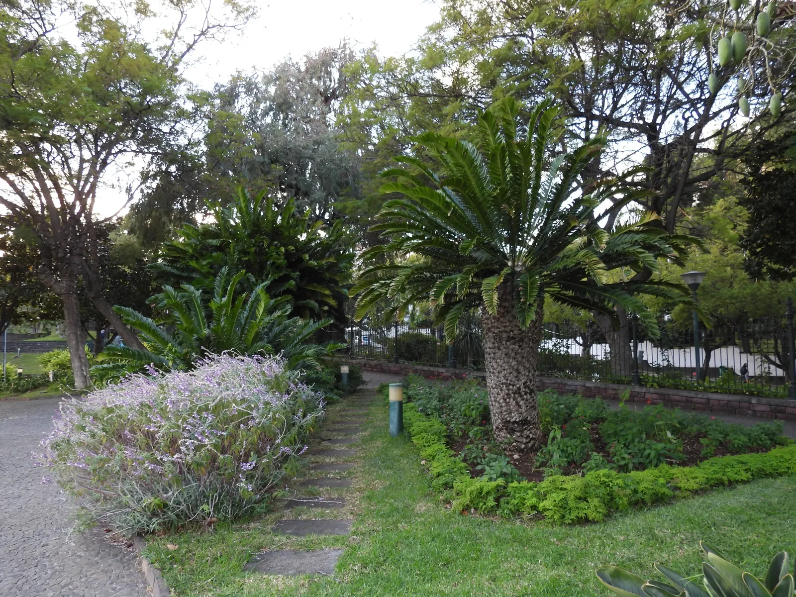 Modjadji Cycad (Encephalartos Transvenosus) — making it a suitable choice for xeriscaped gardens.<br><br>As a dioecious species