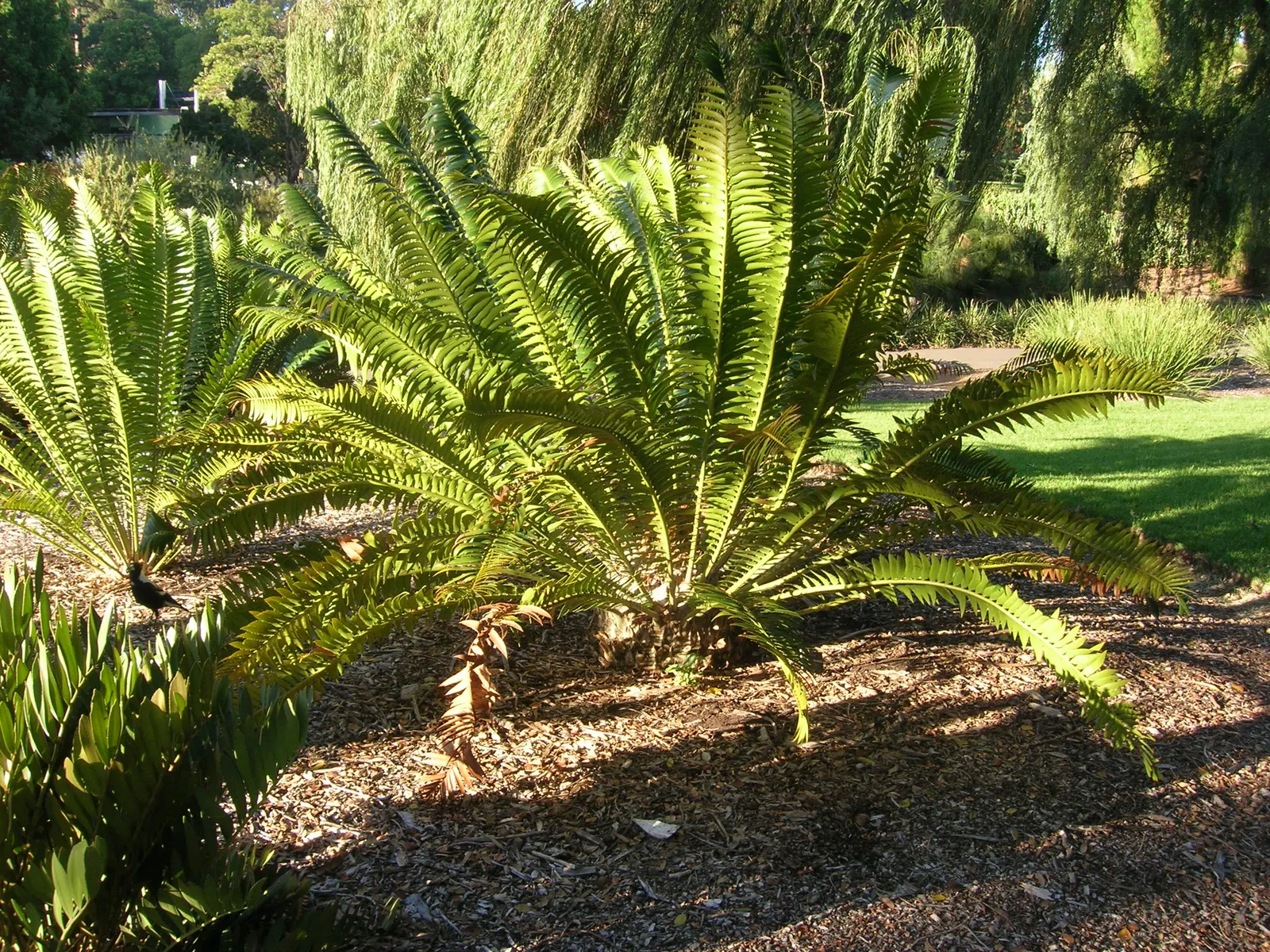 Modjadji Cycad (Encephalartos Transvenosus) — The plant thrives in well-drained soil and requires full sun to partial shade