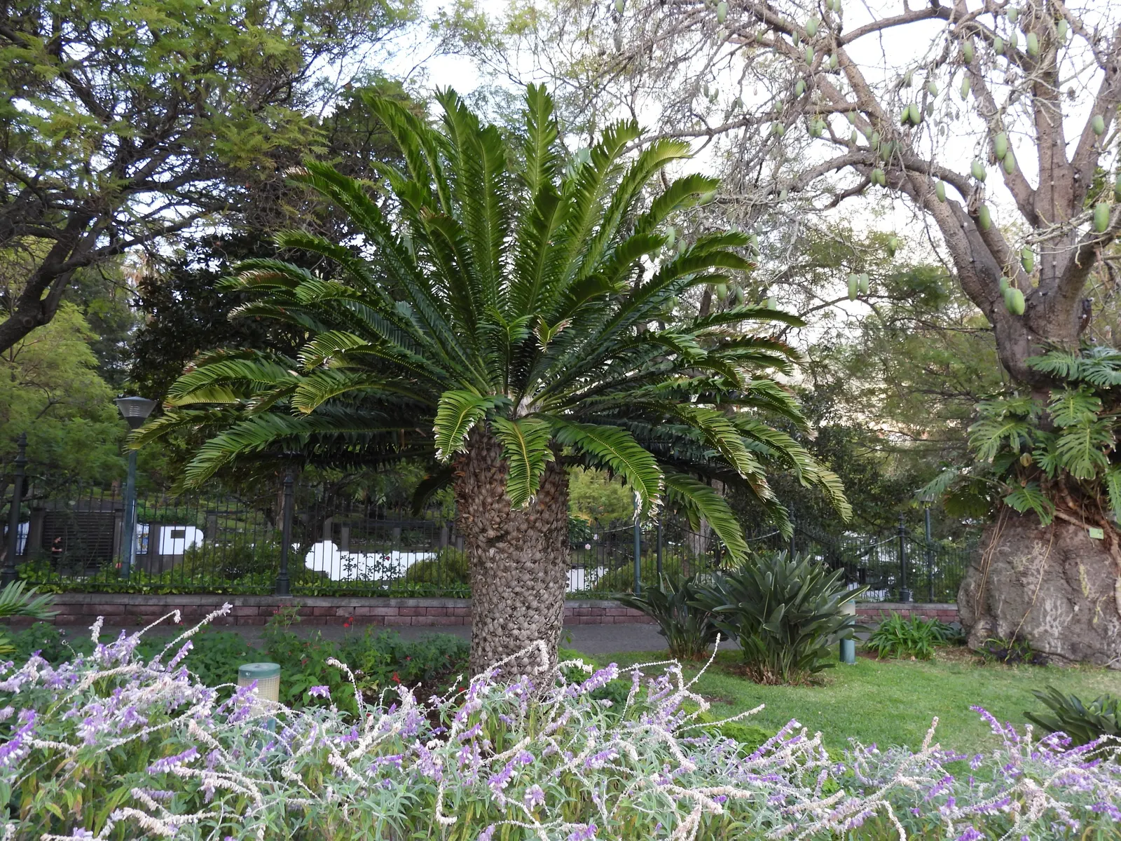 Modjadji Cycad (Encephalartos Transvenosus) — but also a resilient addition that imbues a garden with a sense of timelessness and grandeur