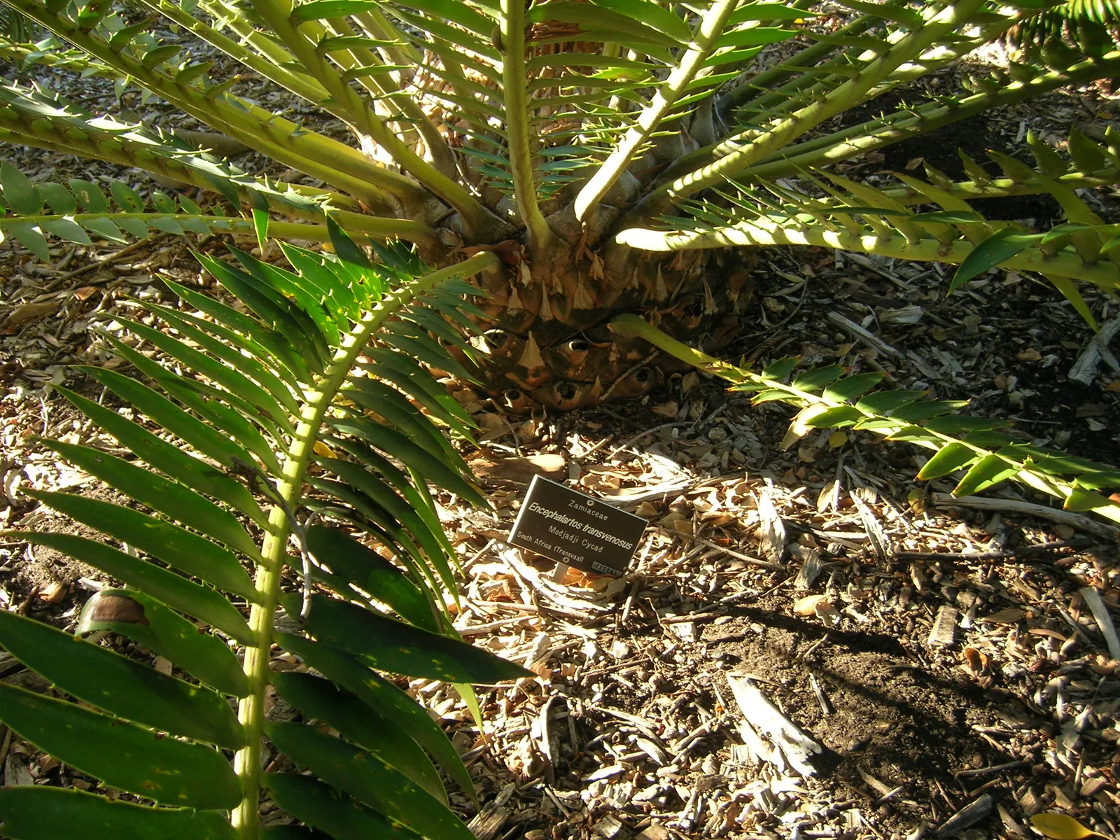Modjadji Cycad (Encephalartos Transvenosus) — the cycad produces either male or female cones but not both