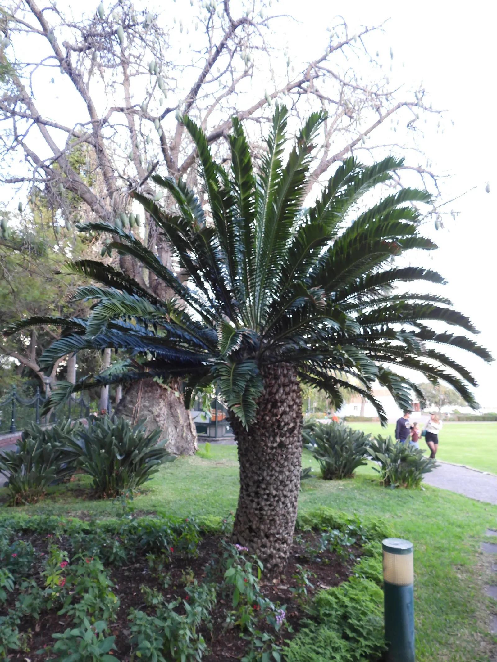Modjadji Cycad (Encephalartos Transvenosus) — is a formidable and ancient plant species indigenous to the Limpopo province of South Africa