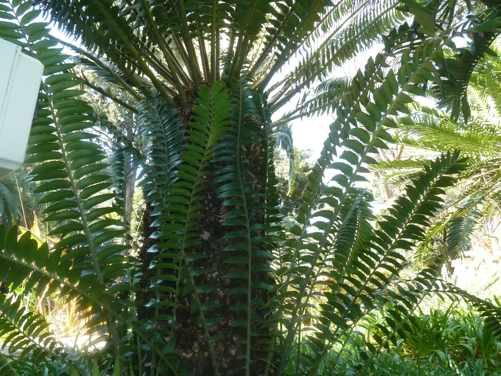 Modjadji Cycad (Encephalartos Transvenosus) — Its robust trunk sports a crown of stiff, blue-green leaves that stretch up to 10 feet long