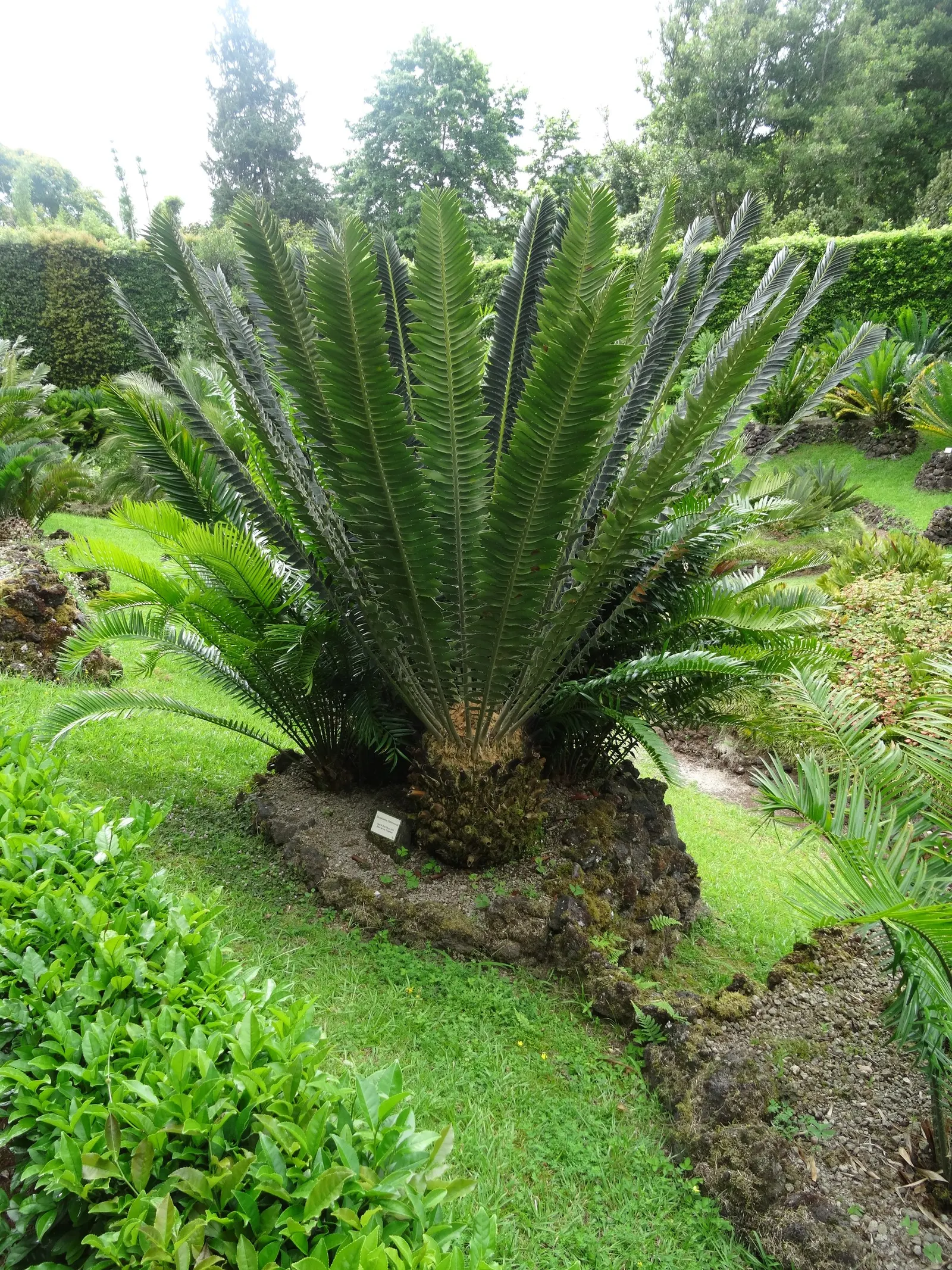 Modjadji Cycad (Encephalartos Transvenosus) — it is named after the Rain Queen Modjadji; exhibiting a lush blue-green hue that can provide a striking contrast