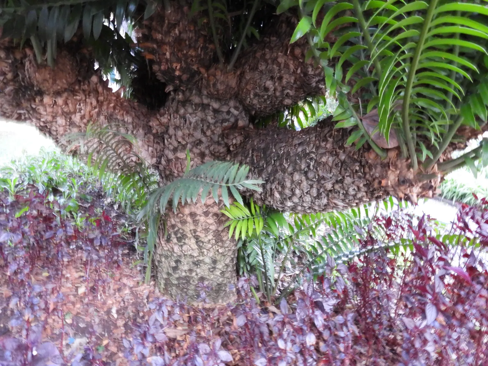 Modjadji Cycad (Encephalartos Transvenosus) — necessitating more than one specimen for reproduction