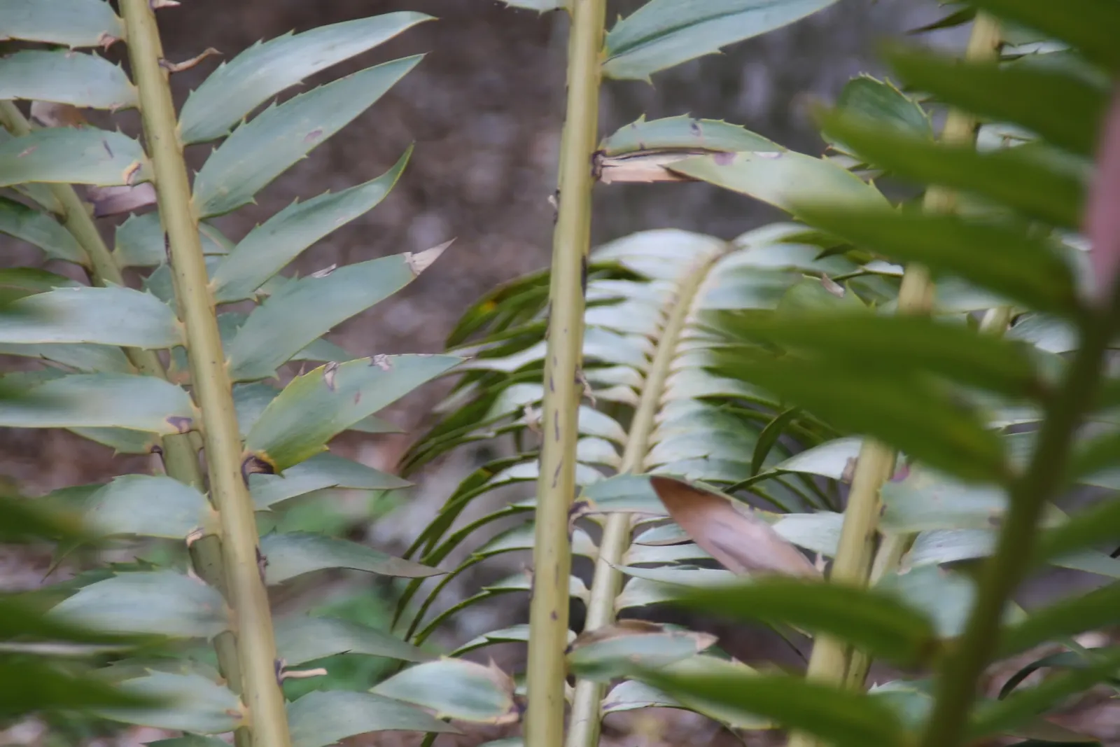 Modjadji Cycad (Encephalartos Transvenosus) — slow-growing perennial native to South Africa