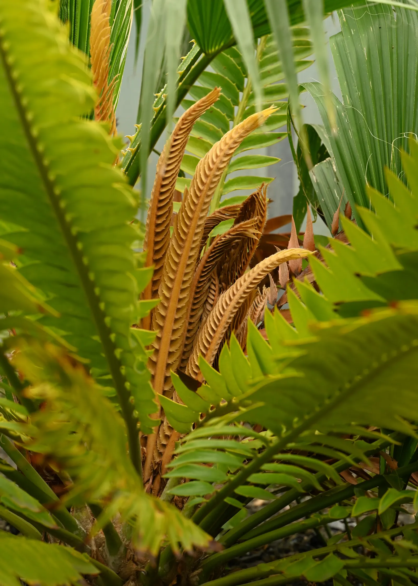Modjadji Cycad (Encephalartos Transvenosus) — reaching an impressive length of 6-10 feet; scientifically known as Encephalartos transvenosus