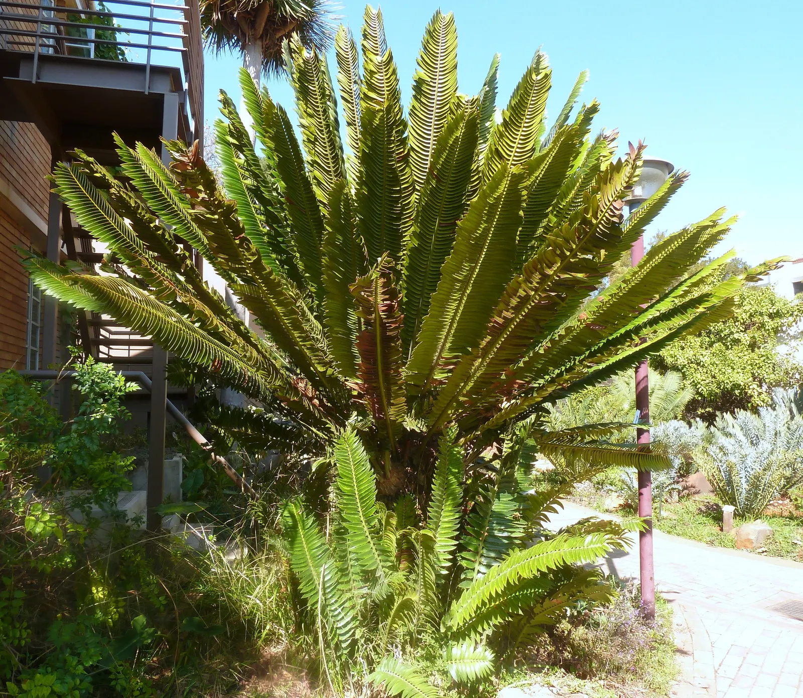 Modjadji Cycad (Encephalartos Transvenosus) — while female cones are stockier and slightly shorter.<br><br>This cycad is not only a living fossil