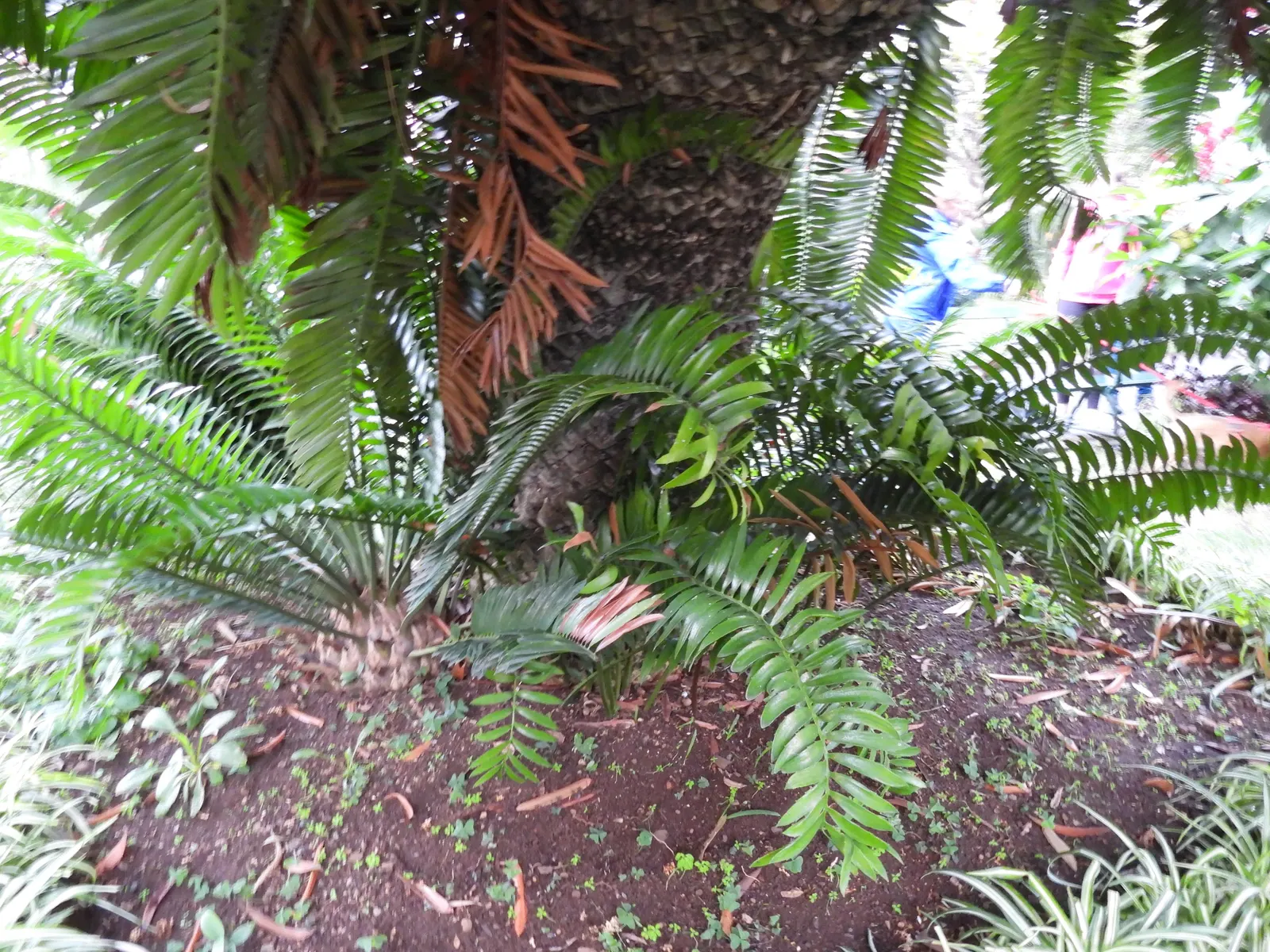 Modjadji Cycad (Encephalartos Transvenosus) — reaching heights of 5-6 feet; which adds to the textural interest of this plant.<br><br>When specifying the