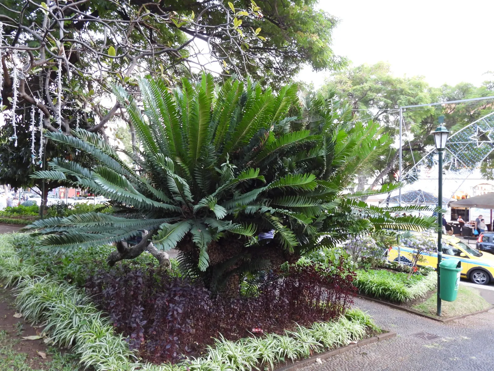 Modjadji Cycad (Encephalartos Transvenosus) — Commanding presence, ideal as a focal point in temperate landscapes or in containers for colder regions