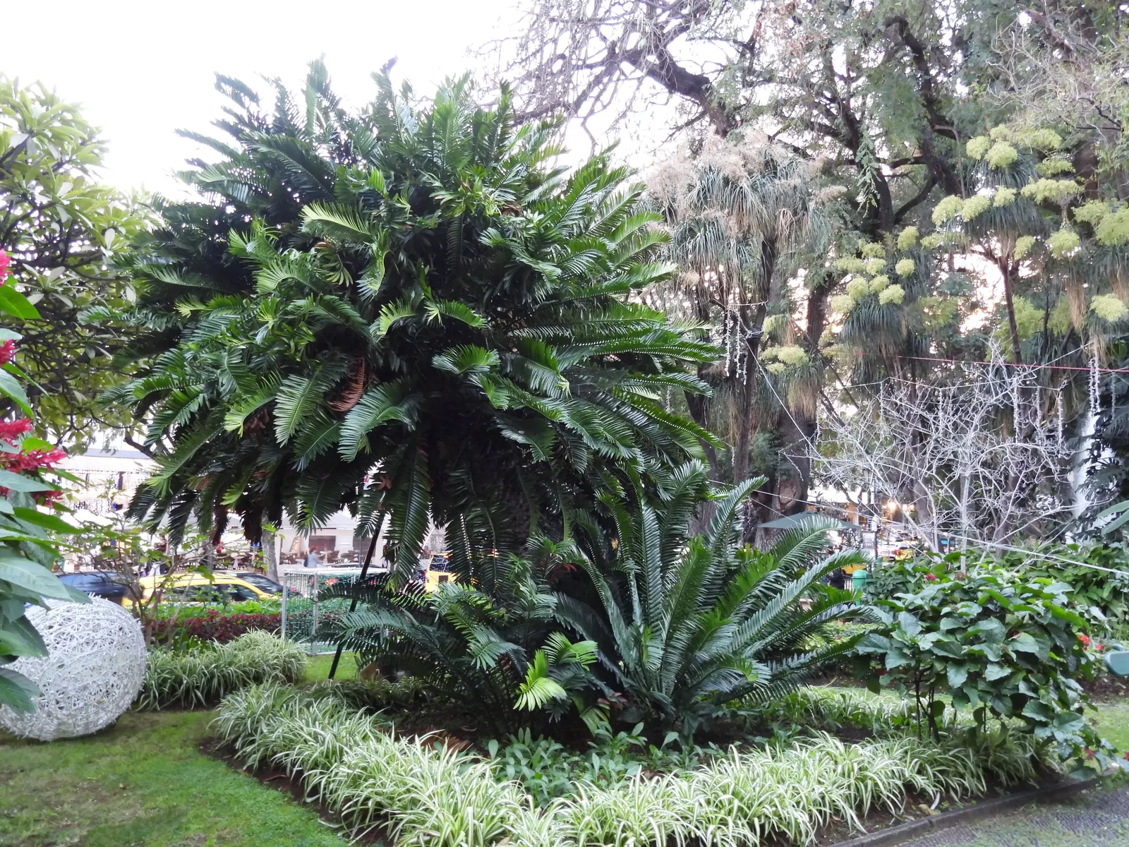 Modjadji Cycad (Encephalartos Transvenosus) — reaching heights of 5-6 feet