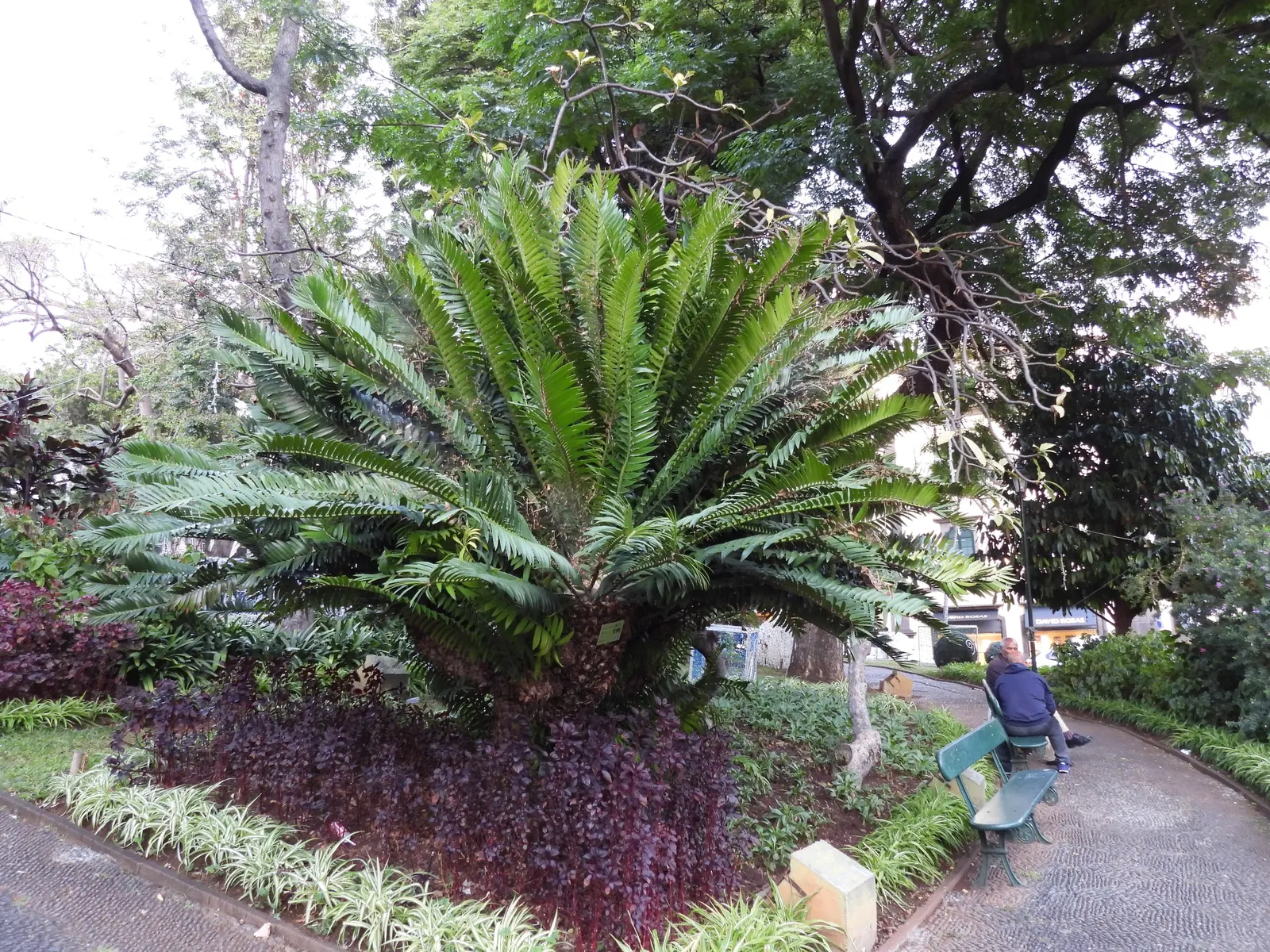 Modjadji Cycad (Encephalartos Transvenosus) — palm for half