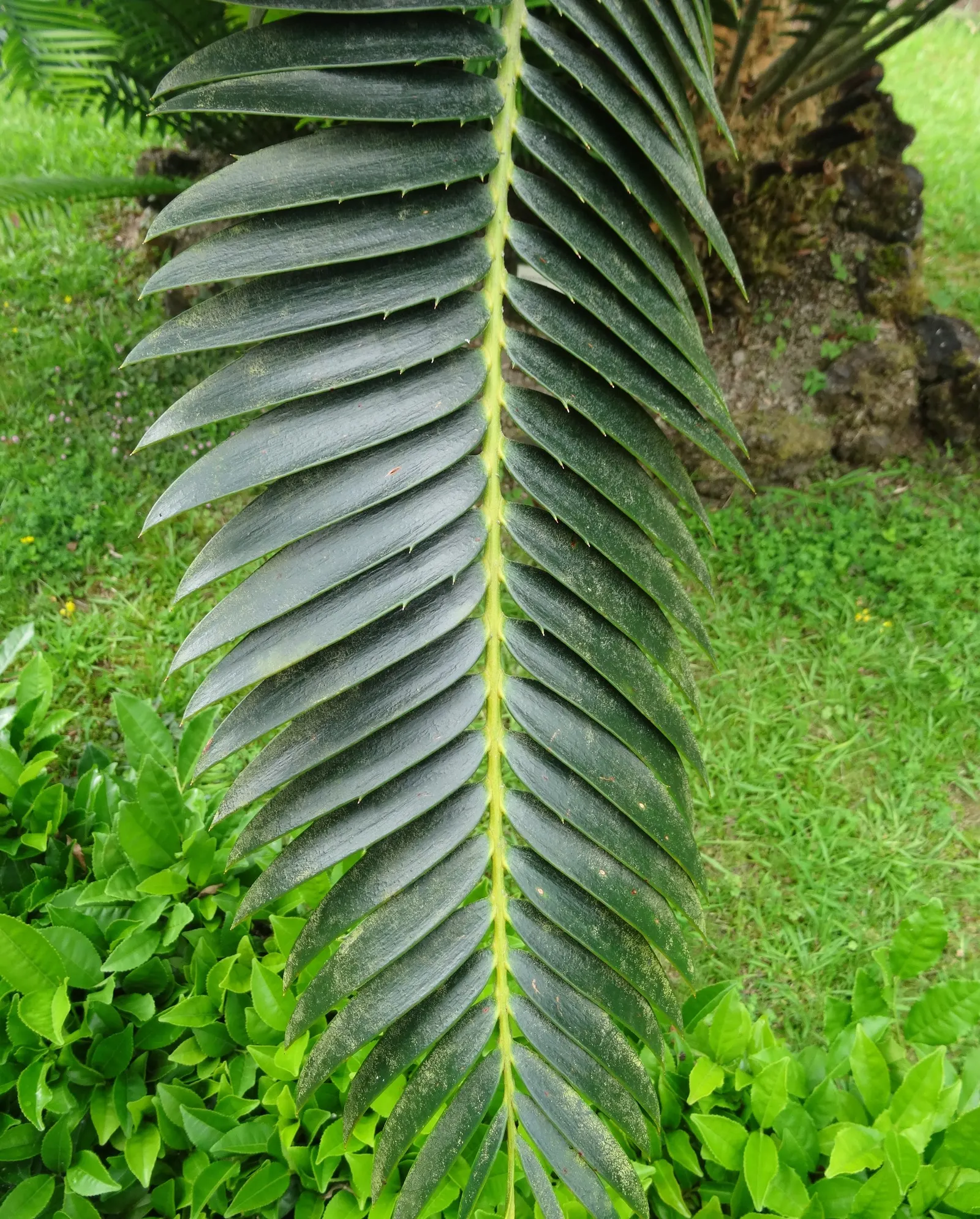 Modjadji Cycad (Encephalartos Transvenosus) — is a formidable and ancient plant species indigenous to the Limpopo province of South Africa; slow-growing