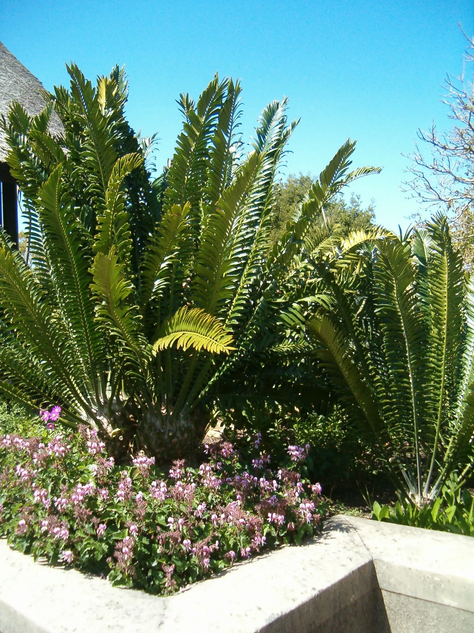 Modjadji Cycad (Encephalartos Transvenosus) — These leaves radiate from the crown in a regal rosette pattern, image 44