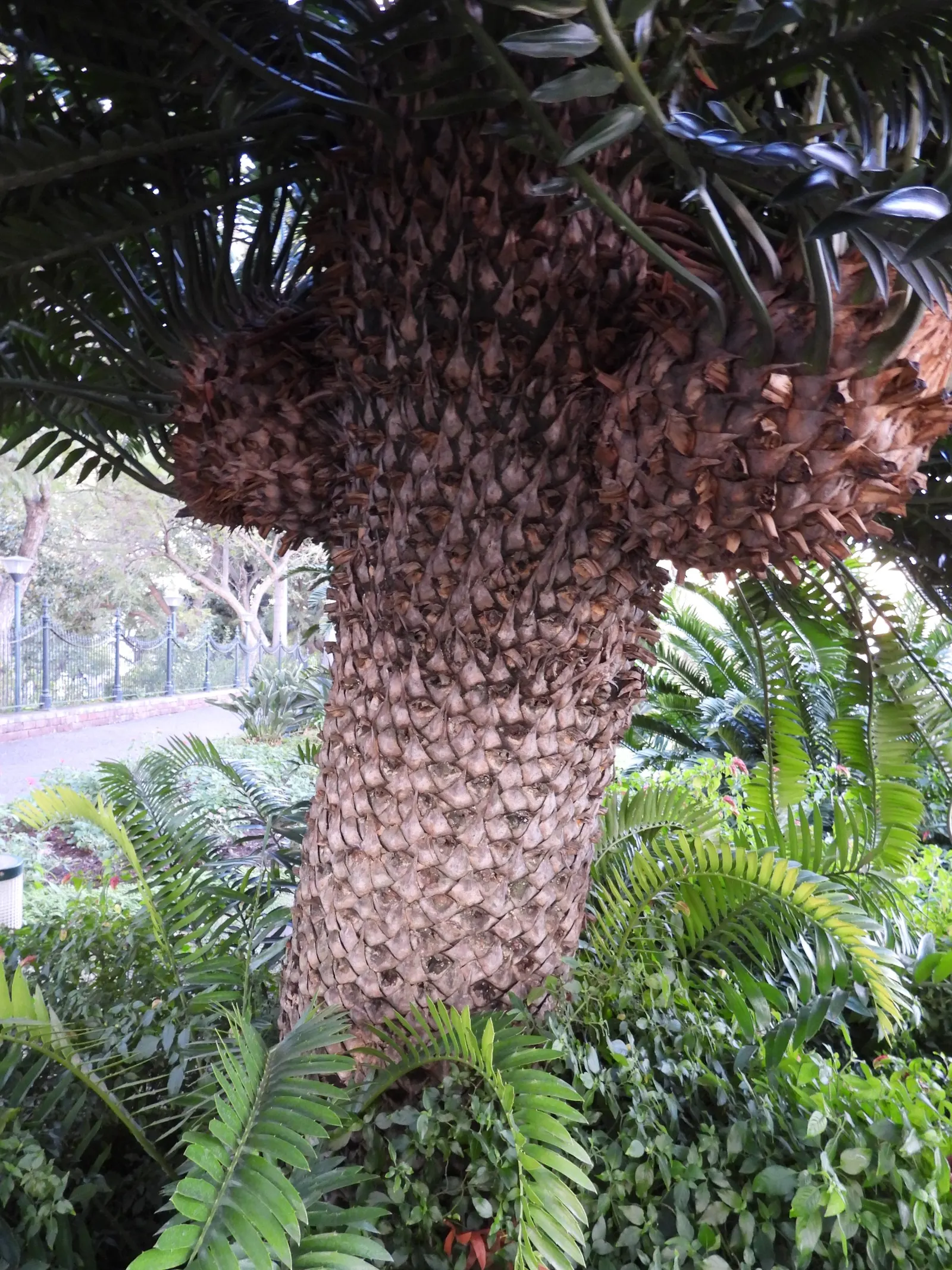 Modjadji Cycad (Encephalartos Transvenosus) — reaching an impressive length of 6-10 feet