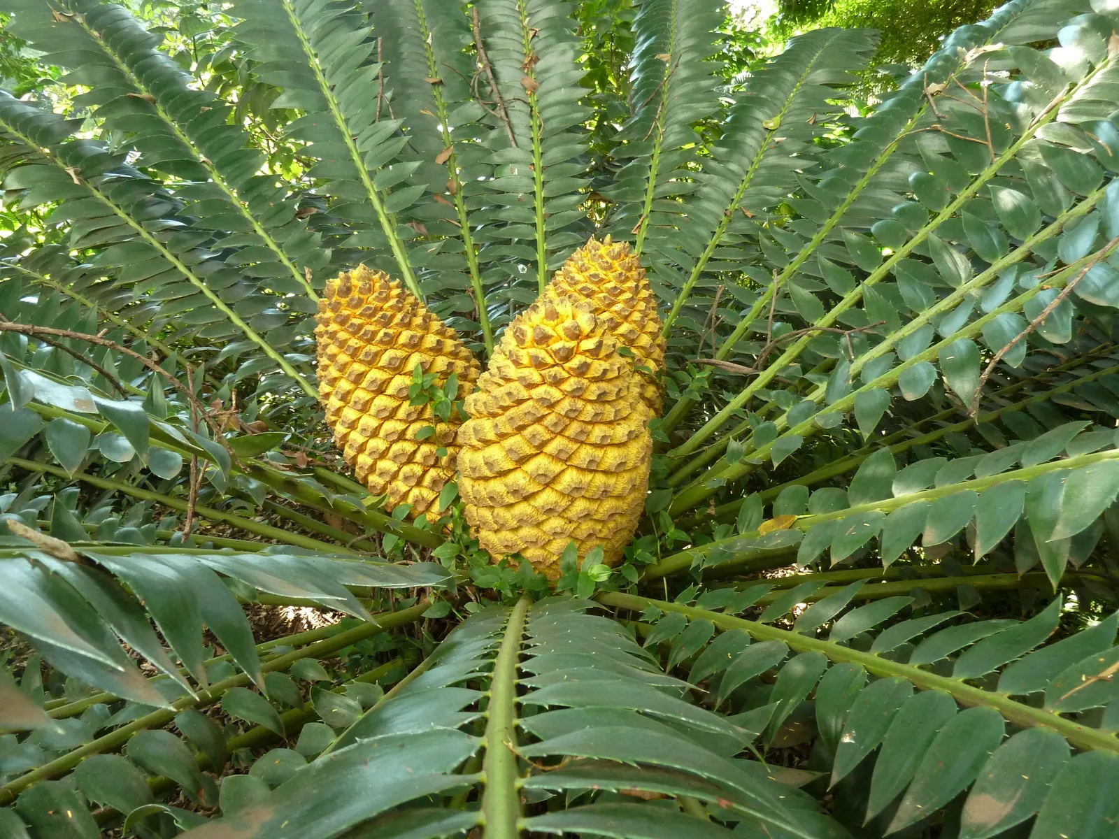 Modjadji Cycad (Encephalartos Transvenosus) — Commanding presence, ideal as a focal point in temperate landscapes or in containers for colder regions; the