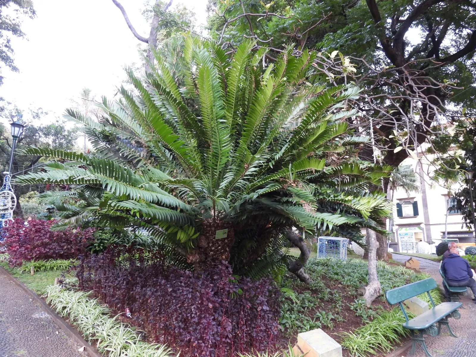 Modjadji Cycad (Encephalartos Transvenosus) — These leaves radiate from the crown in a regal rosette pattern