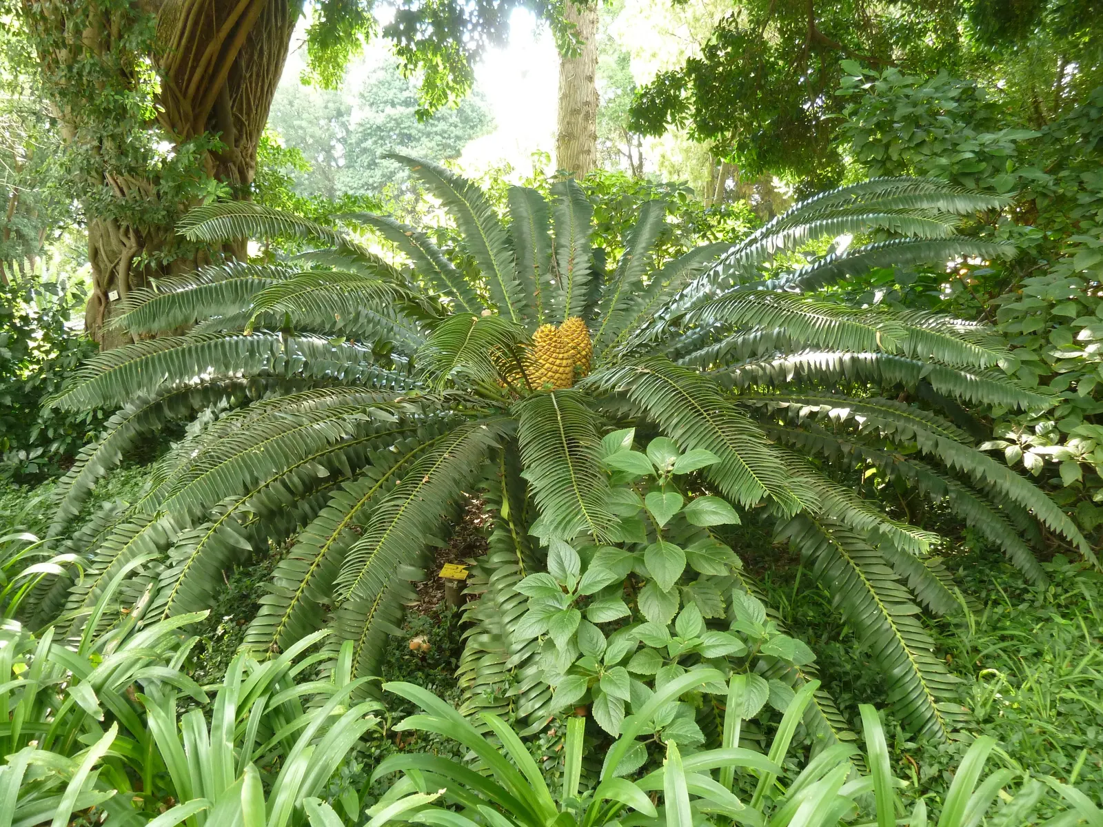 Modjadji Cycad (Encephalartos Transvenosus) — The Modjadji Cycad (Encephalartos transvenosus) is a rare; its robust trunk sports a crown of stiff, blue-green