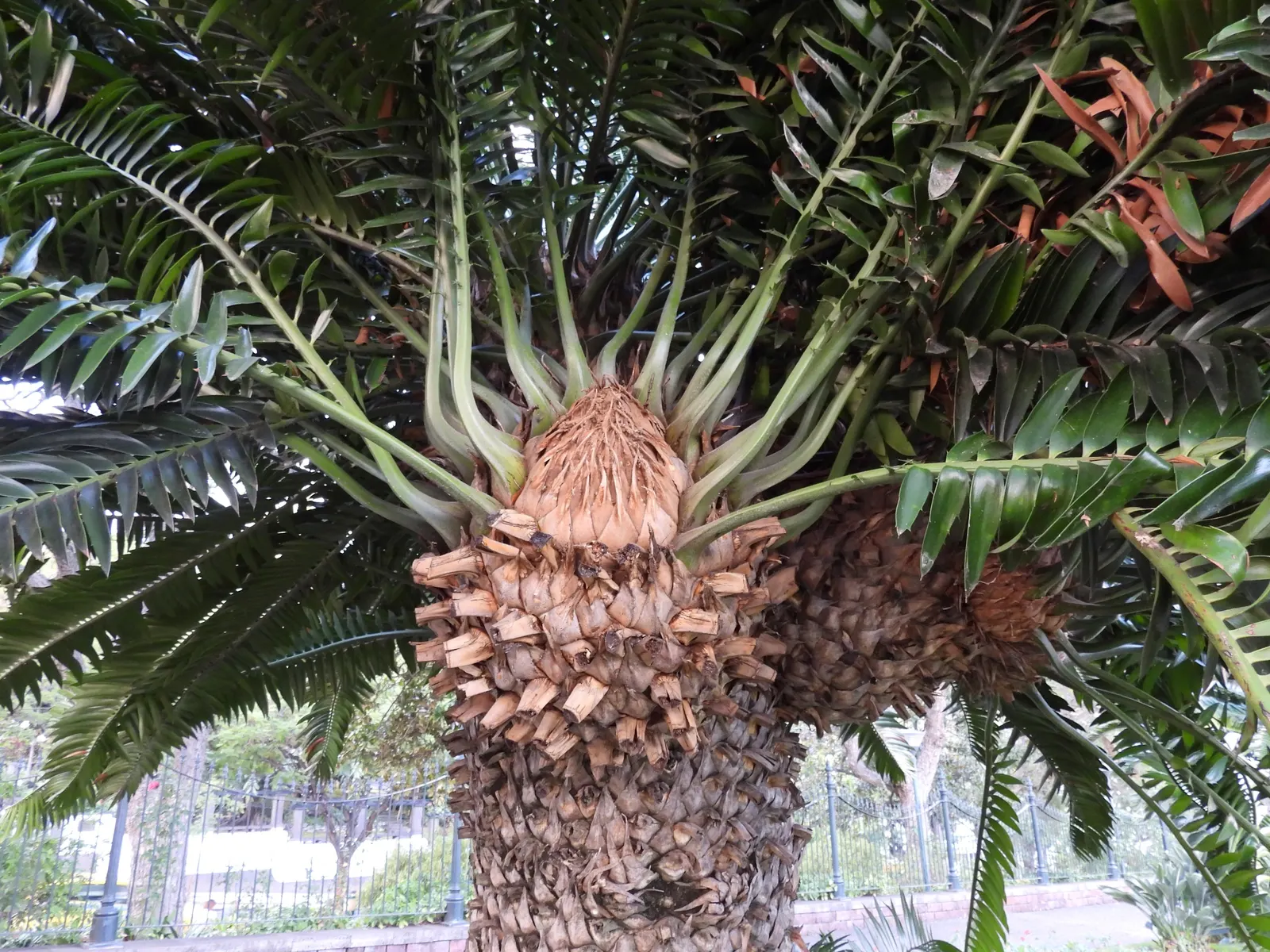 Modjadji Cycad (Encephalartos Transvenosus) — The male cones are elongated and can reach up to 2 feet in length
